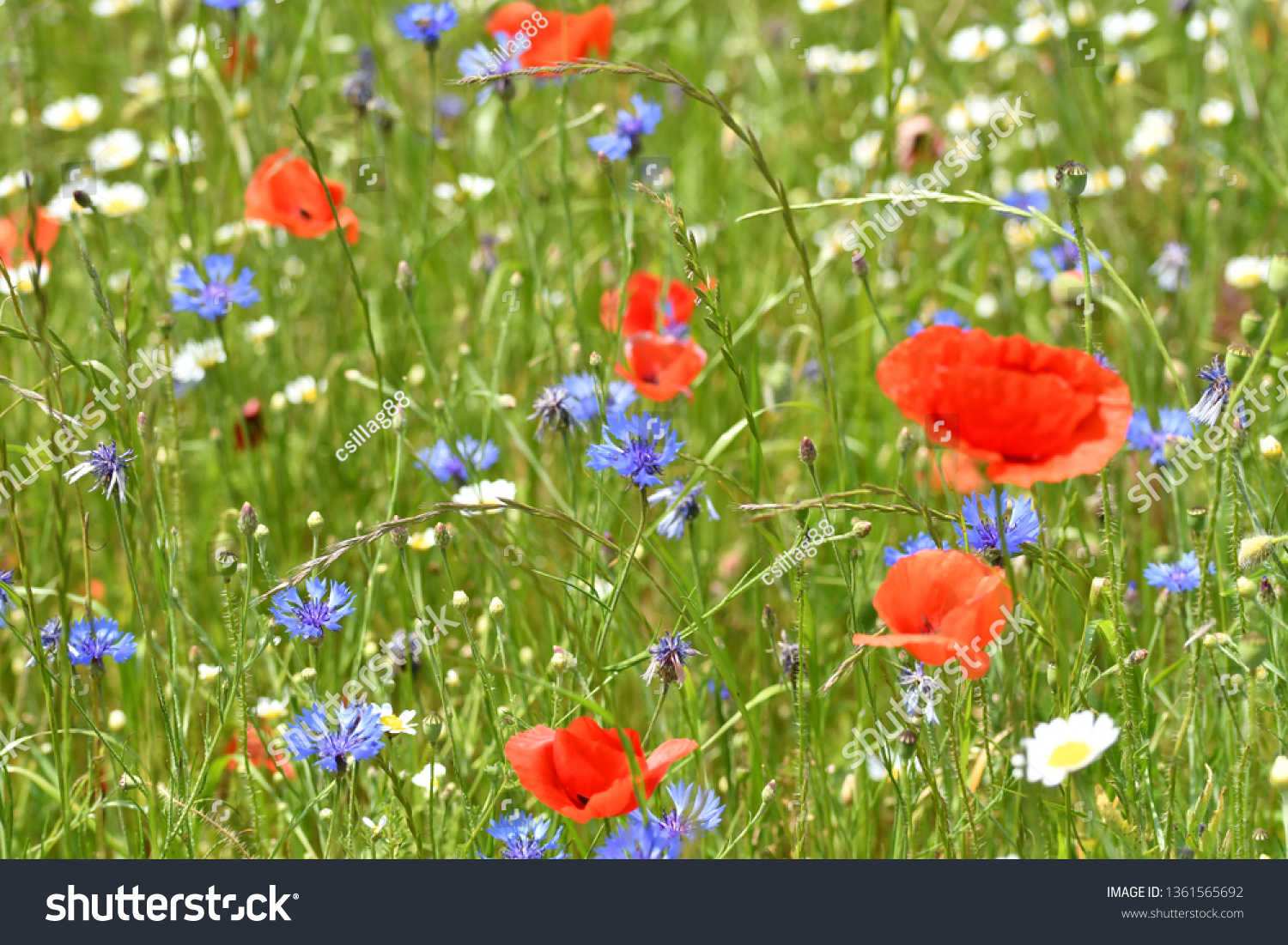 wildflower summer meadow #1361565692