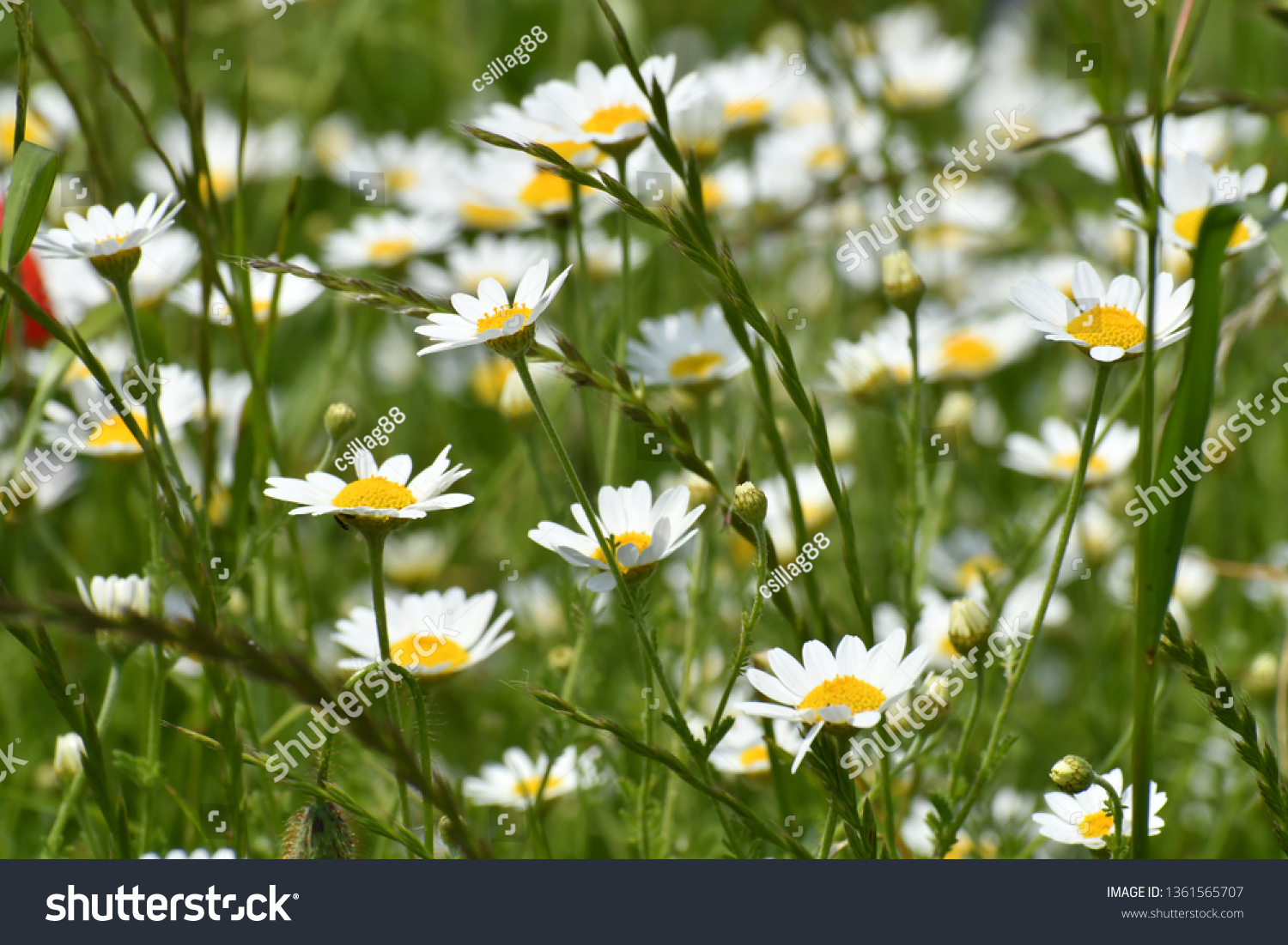 wildflower summer meadow #1361565707