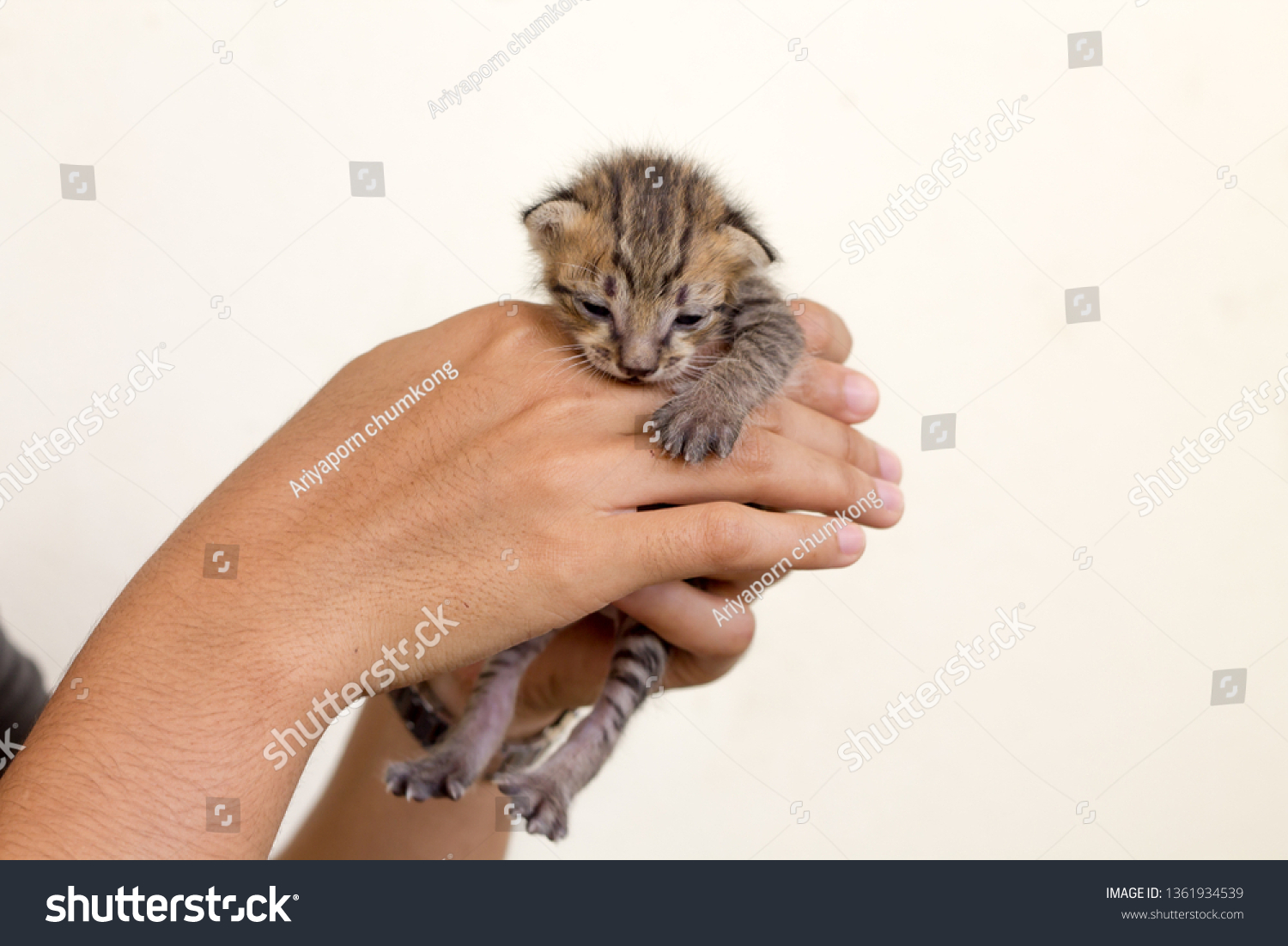 Newborn kitten in woman hands. #1361934539
