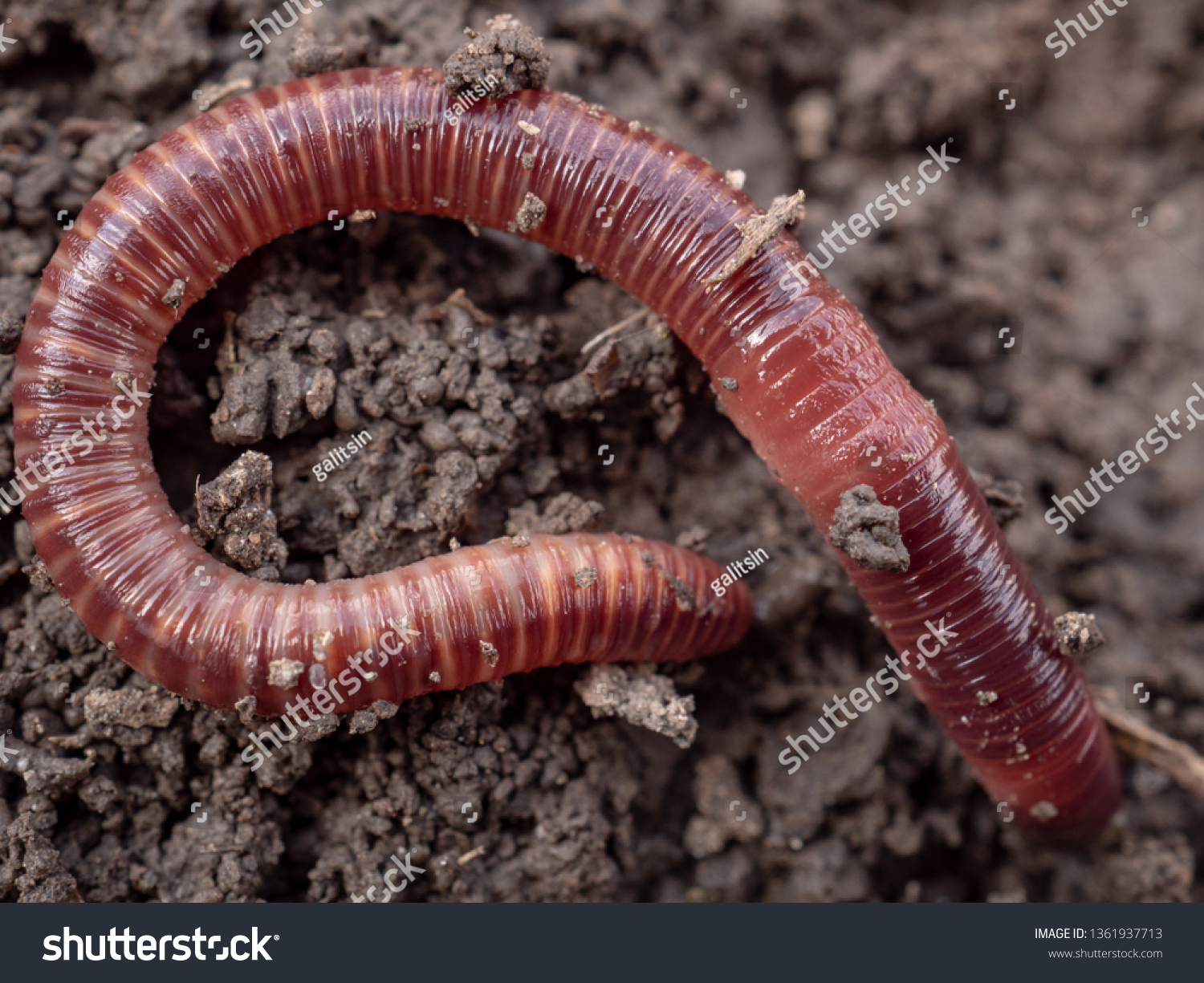 Earthworms in black soil of greenhouse. Macro Brandling, panfish, trout, tiger, red wiggler, Eisenia fetida.
Garden compost and worms recycling plant waste into rich soil improver and fertilizer #1361937713