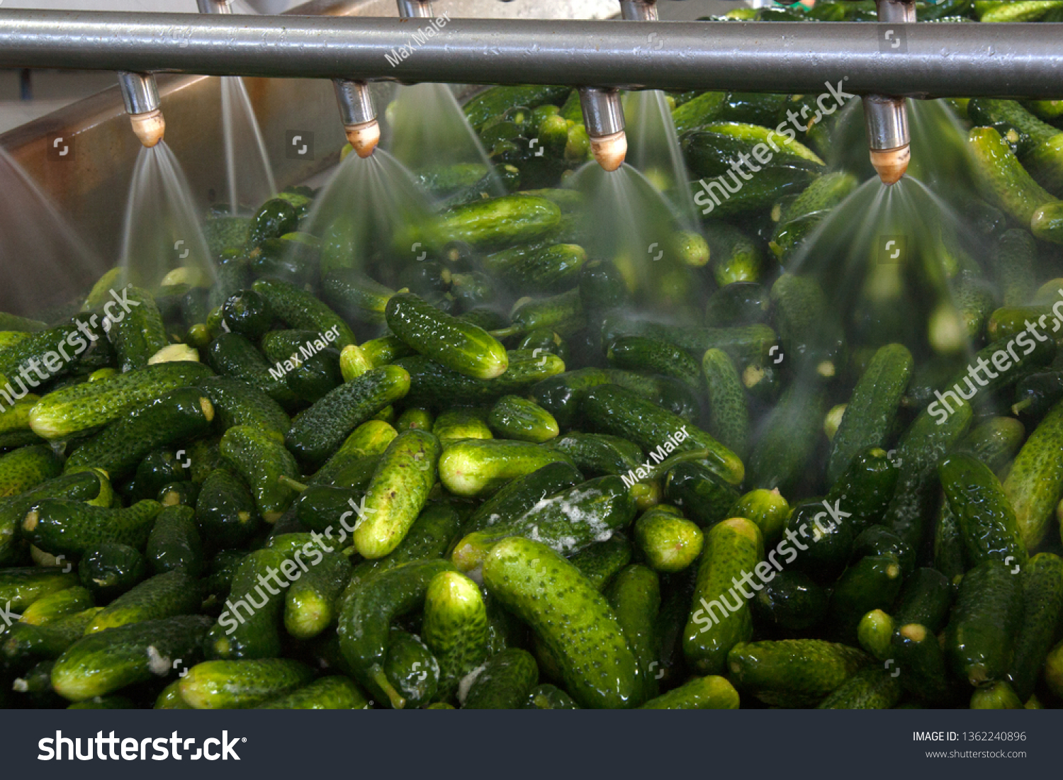 Working process of the production of cucumbers on cannery. Washing in water before preservation. Movement on the conveyor. #1362240896