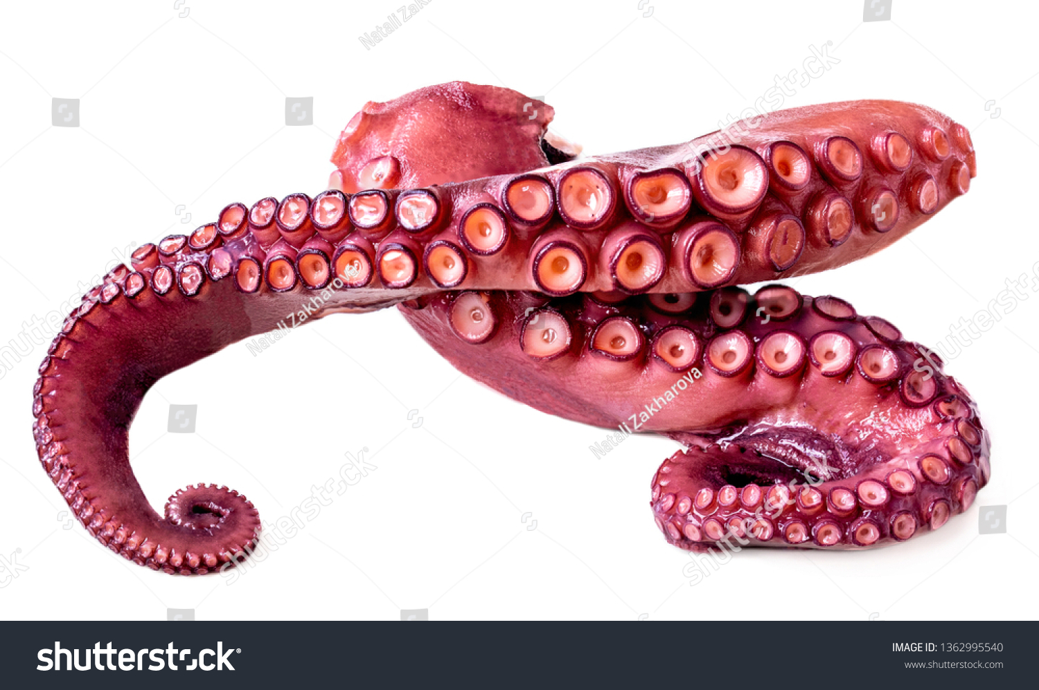 Isolated Octopus. Tentacles of octopus isolated on white background. Seafood concept. #1362995540