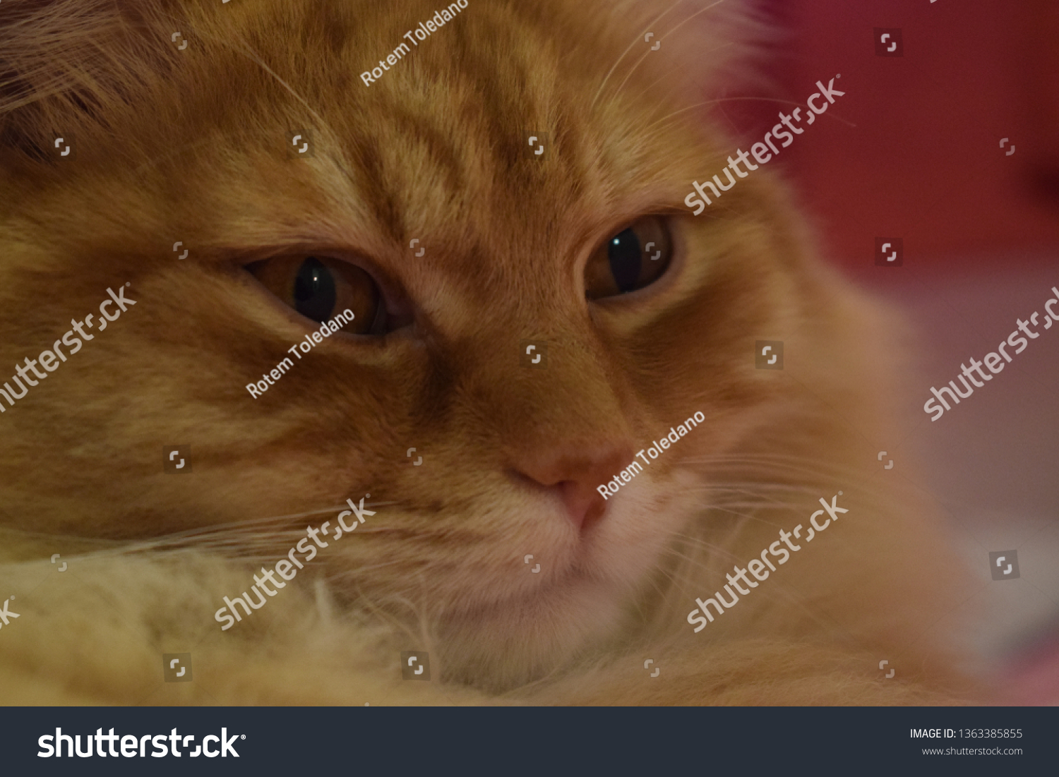Ginger fluffy cat  #1363385855
