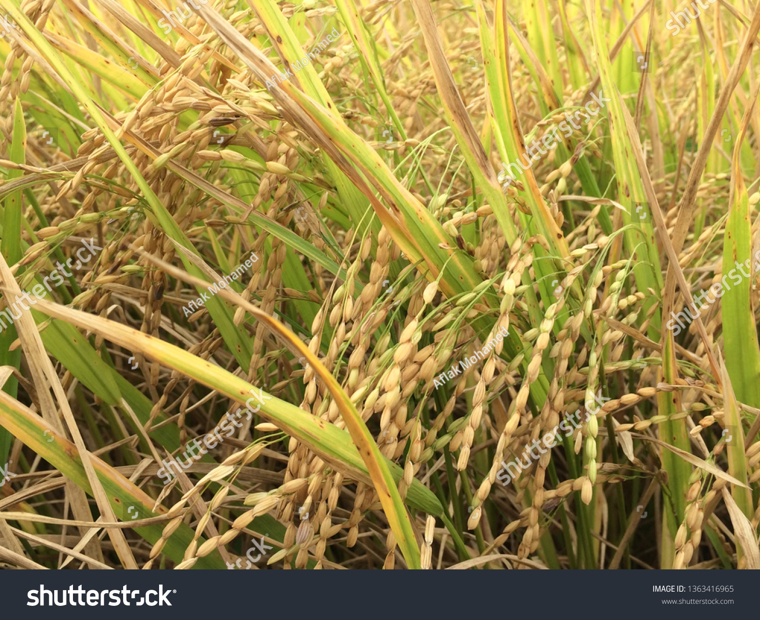 paddy sheets in paddy field #1363416965