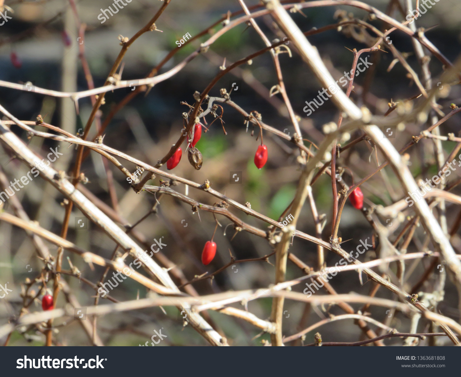 Abstract image of the branches and berries of barberry in late autumn. #1363681808