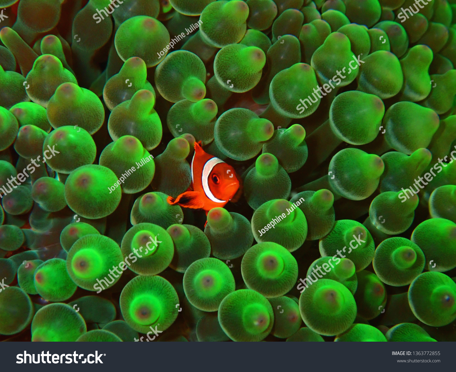 Closeup and macro shot of the Spinecheek Anemonefish or the maroon clownfish inside the bubble tip anemone during a leisure dive in Mabul Island, Semporna, Tawau. Sabah. Borneo. #1363772855