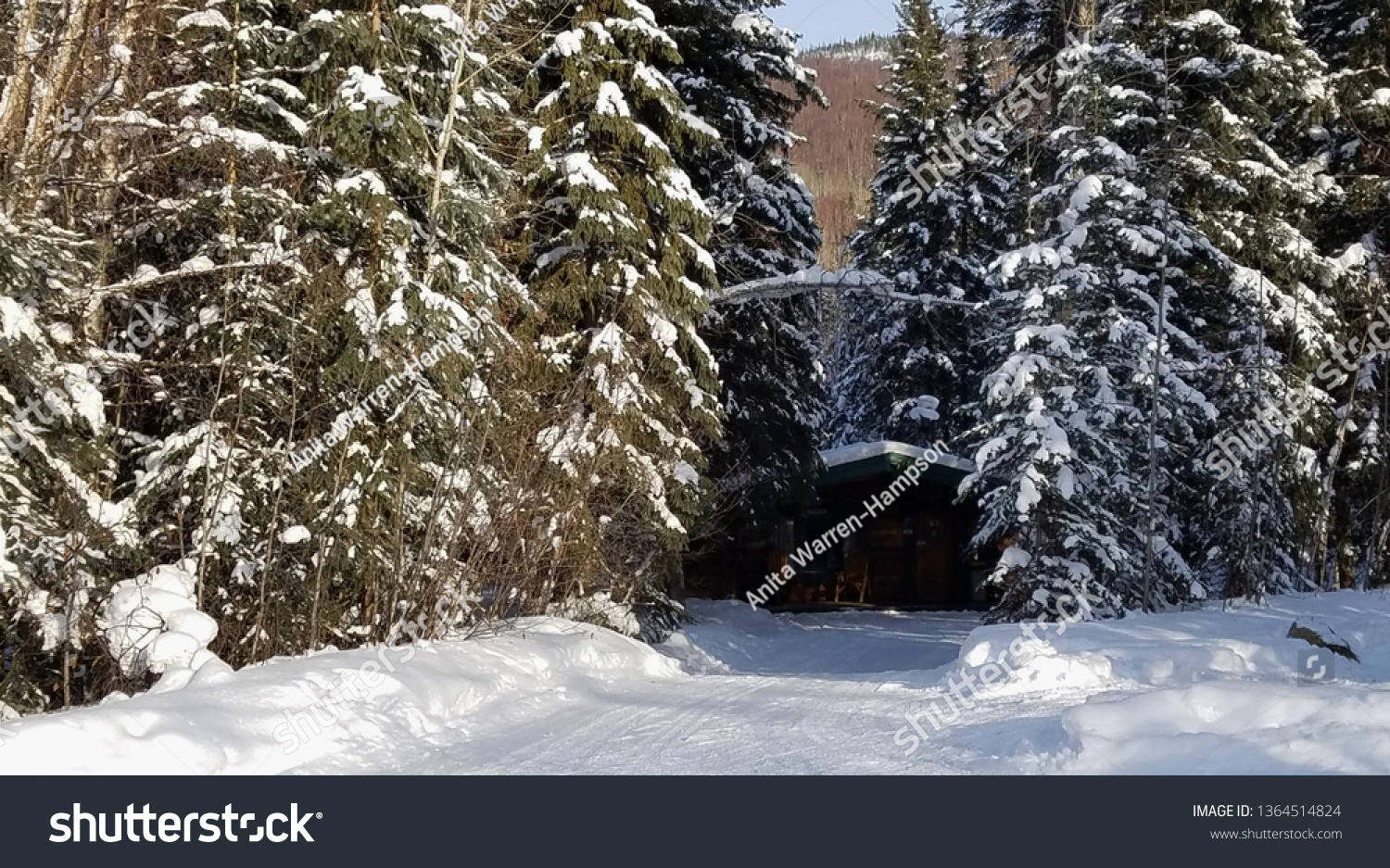 Small Log Cabin within a Forest of Evergreens; Winter Season, Snow, Cozy Ideas #1364514824