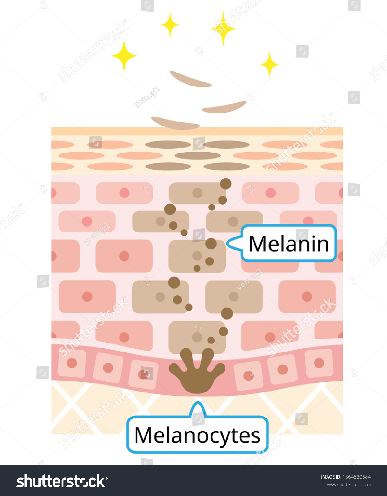 mechanism of skin cell turnover illustration. - Royalty Free Stock ...