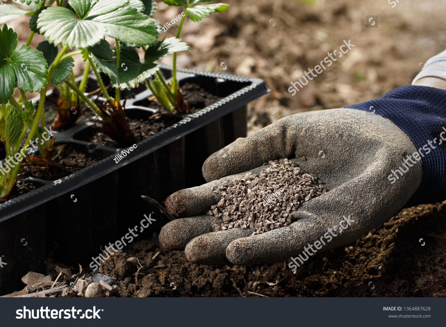 Gardener blending organic fertiliser humic granules with soil, enriching soil for plants to grow optimally. Organic gardening, healthy food, nutrients, self-supply, housework concept.   #1364887628