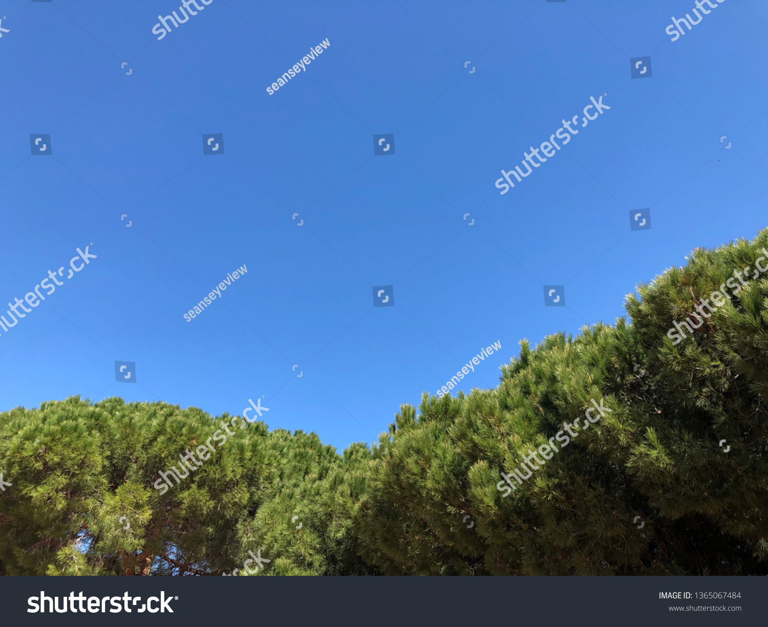 Green pine tree canopies under a dark blue clear sky in sunlight #1365067484