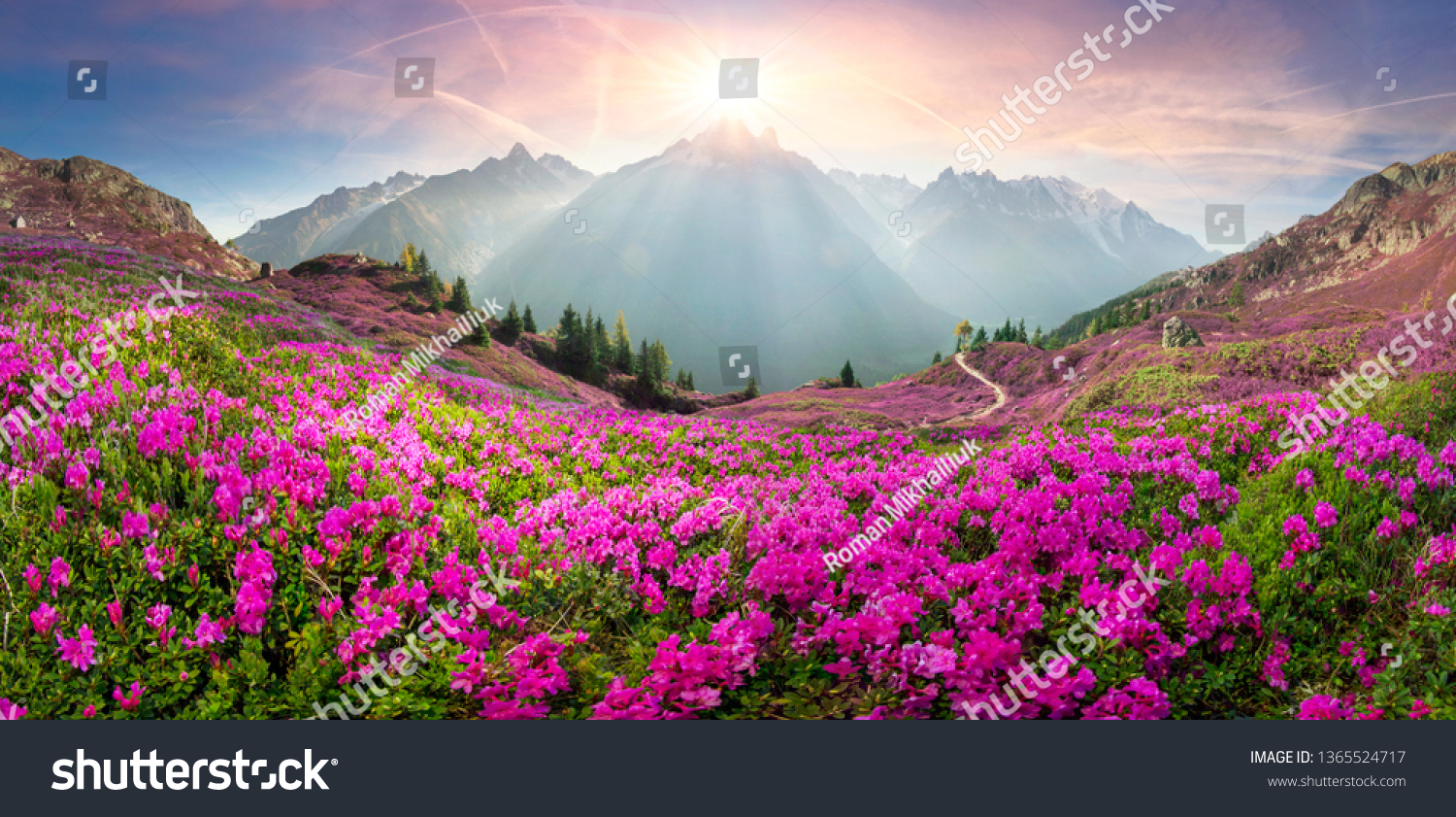 The sharp Alpine peaks of Mont Blanc with snow and glaciers soar above the spring meadows, where rhododendrons bloom - delicate fragrant spring flowers #1365524717