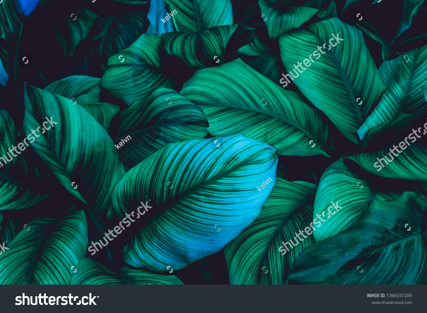 leaves of Spathiphyllum cannifolium, abstract green texture, nature background, tropical leaf #1366037285