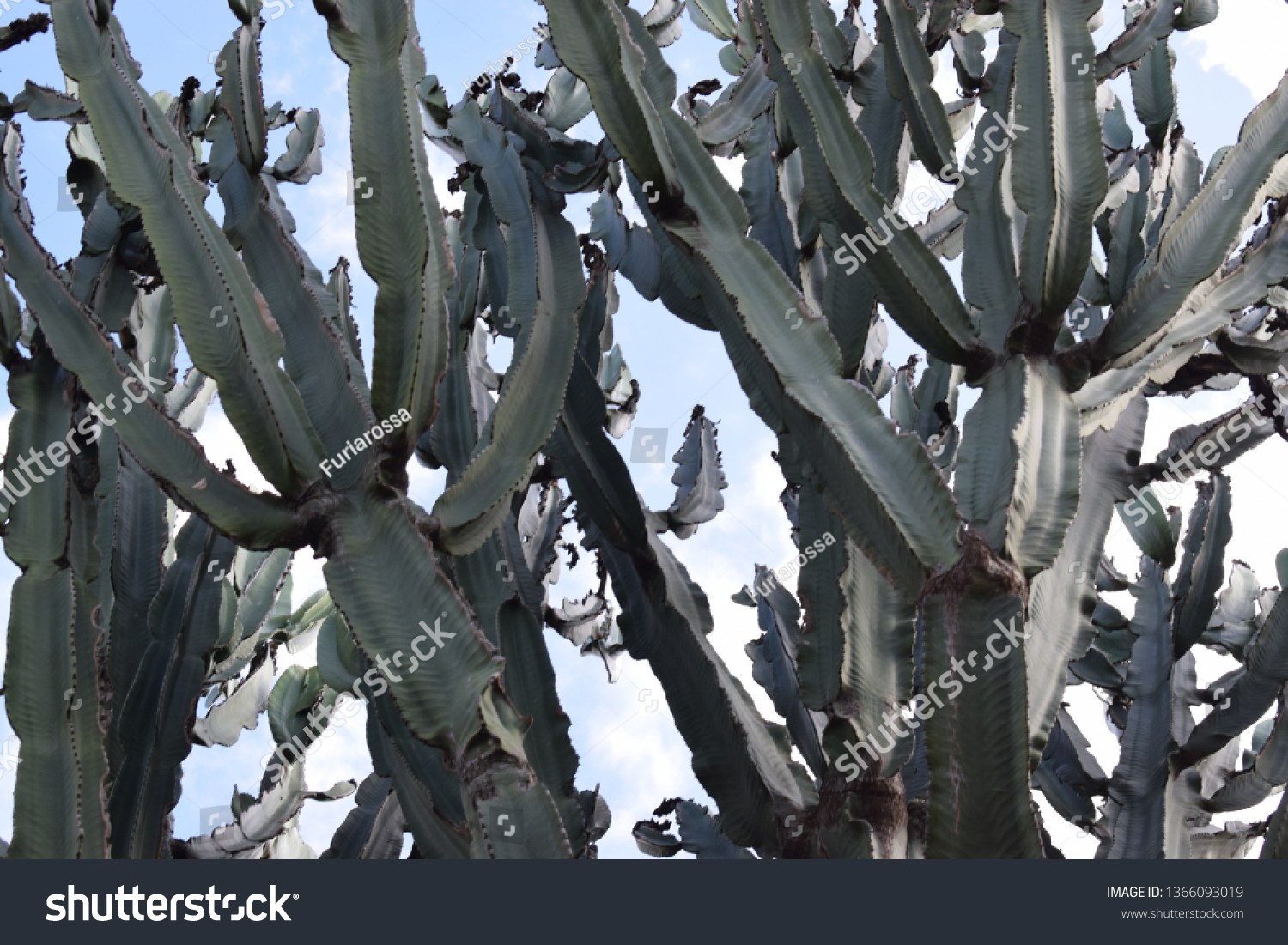 Tall euphorbia cactus plant #1366093019