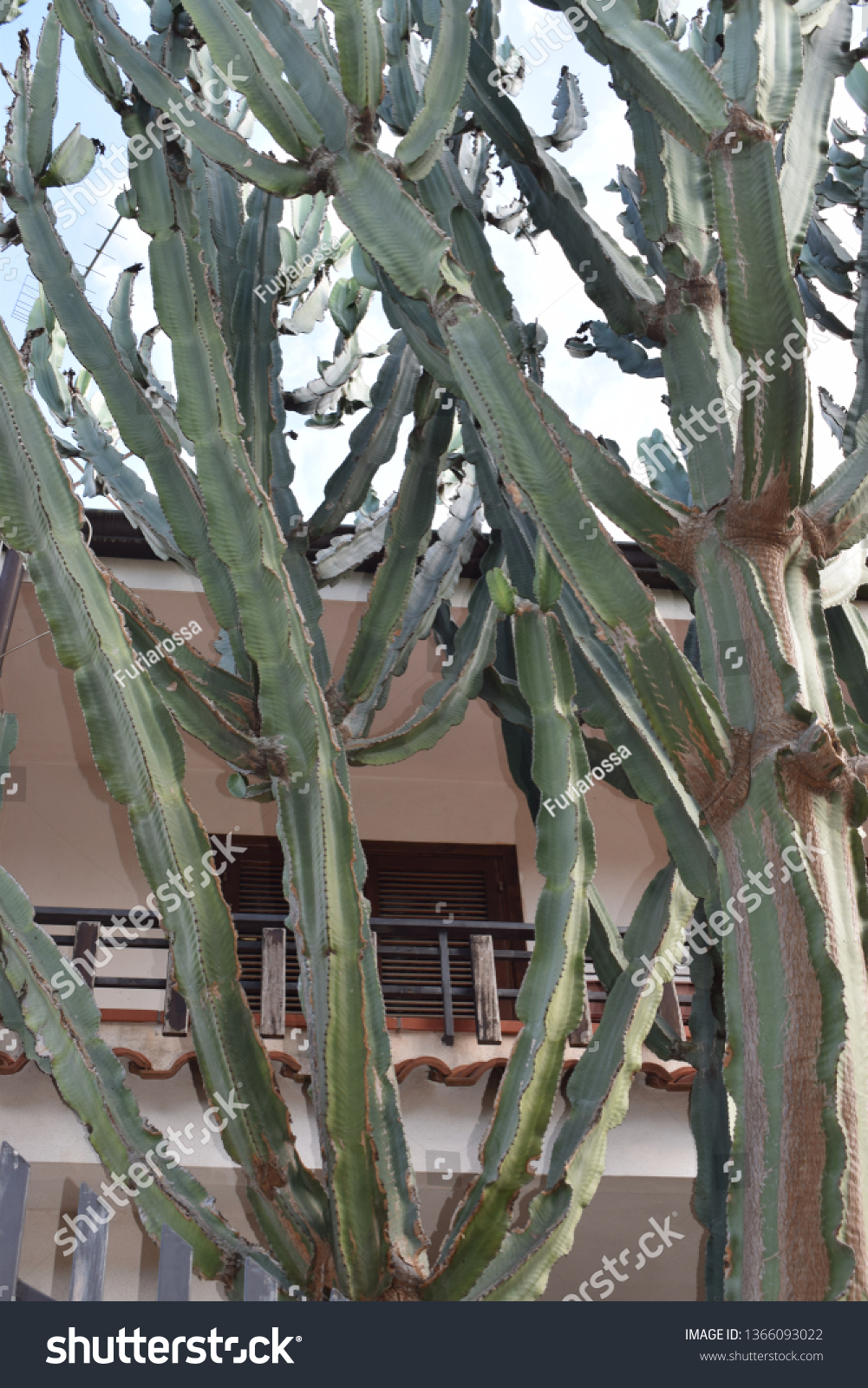 Tall euphorbia cactus plant #1366093022