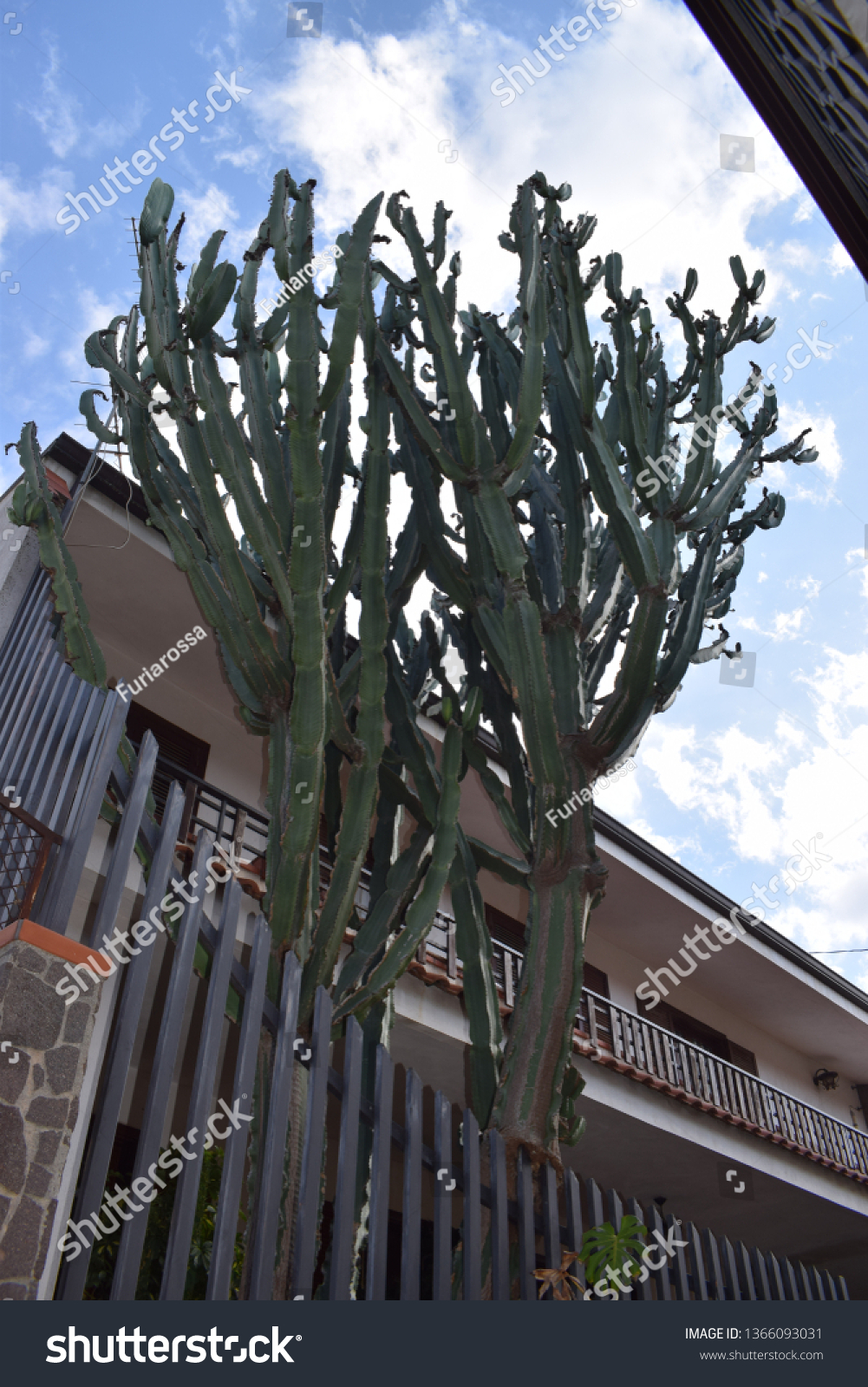 Tall euphorbia cactus plant #1366093031