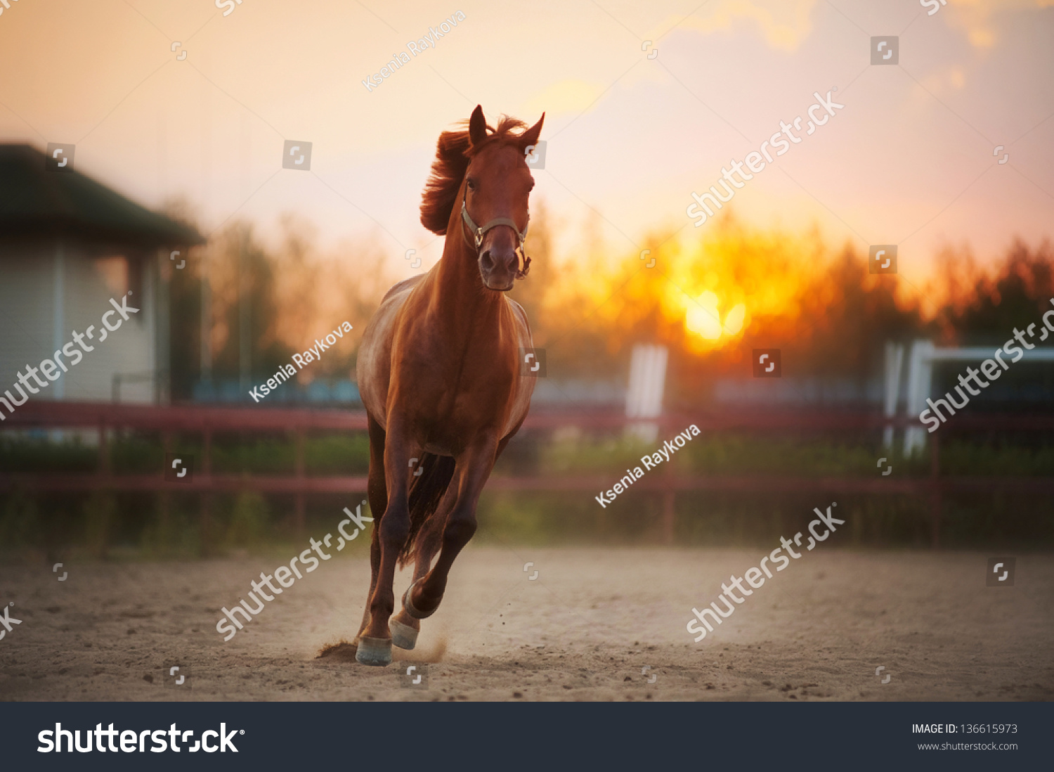 beautiful brown horse running in the paddock at sunset #136615973