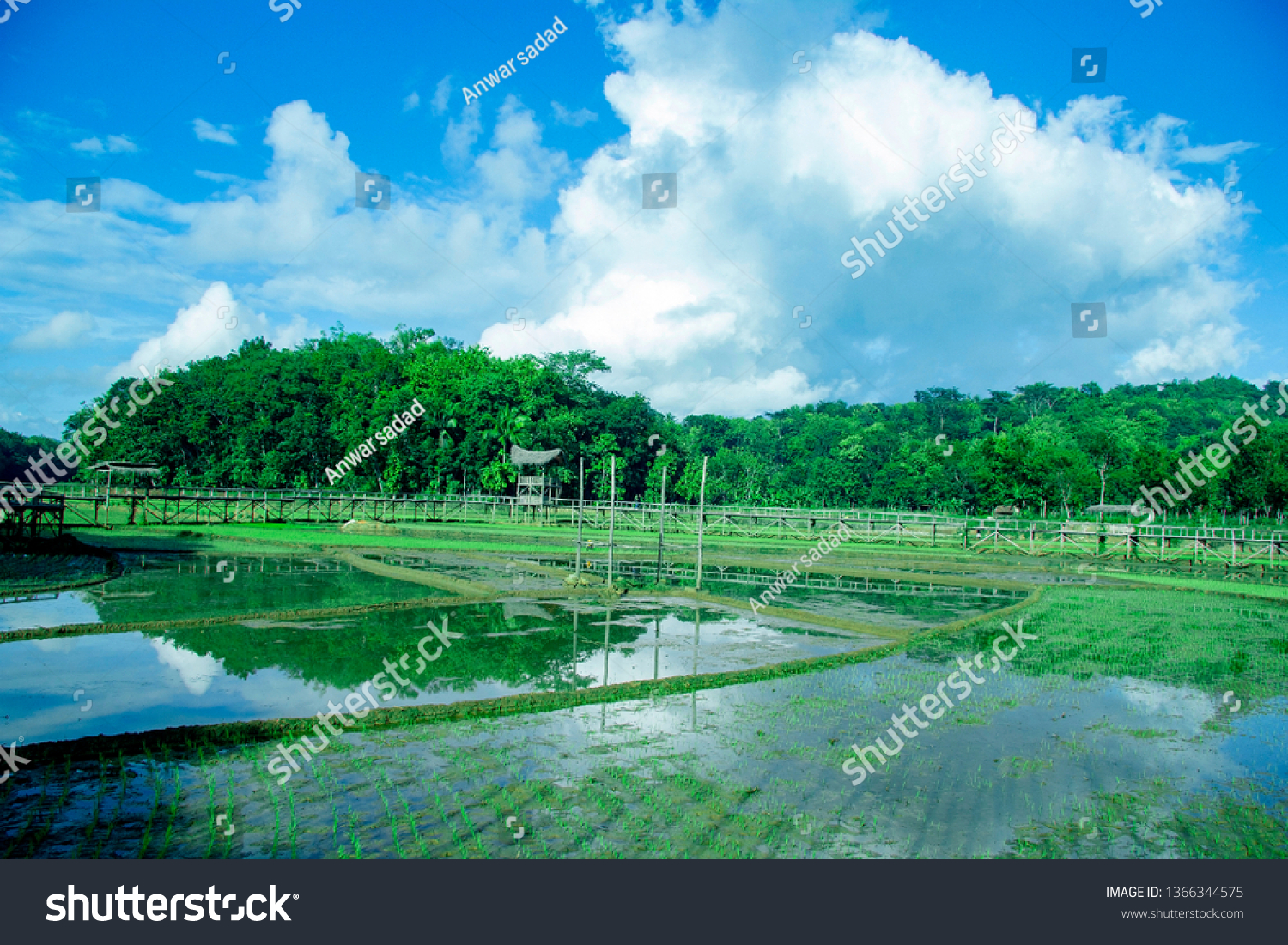 sukorame rice field, rice field in the morning, Paddy fields with new seedlings #1366344575