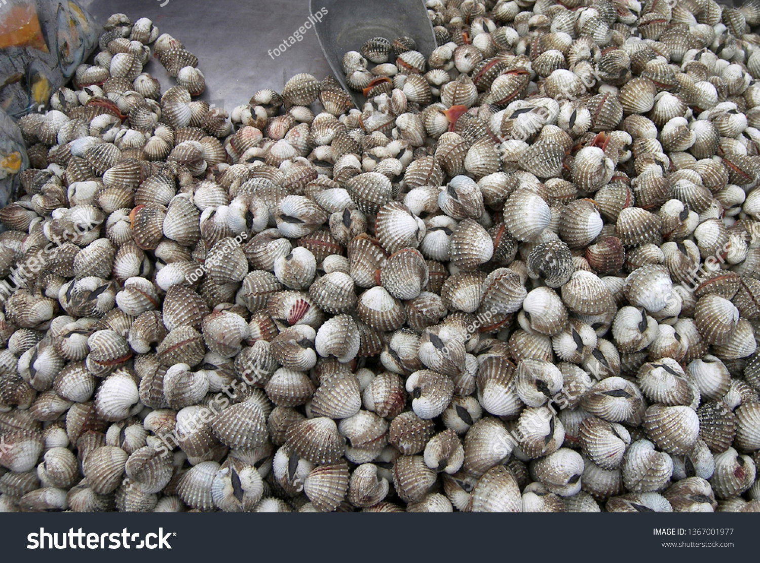 Fresh clams are offered at the market in Krabi, Thailand, Southeast Asia, Asia #1367001977