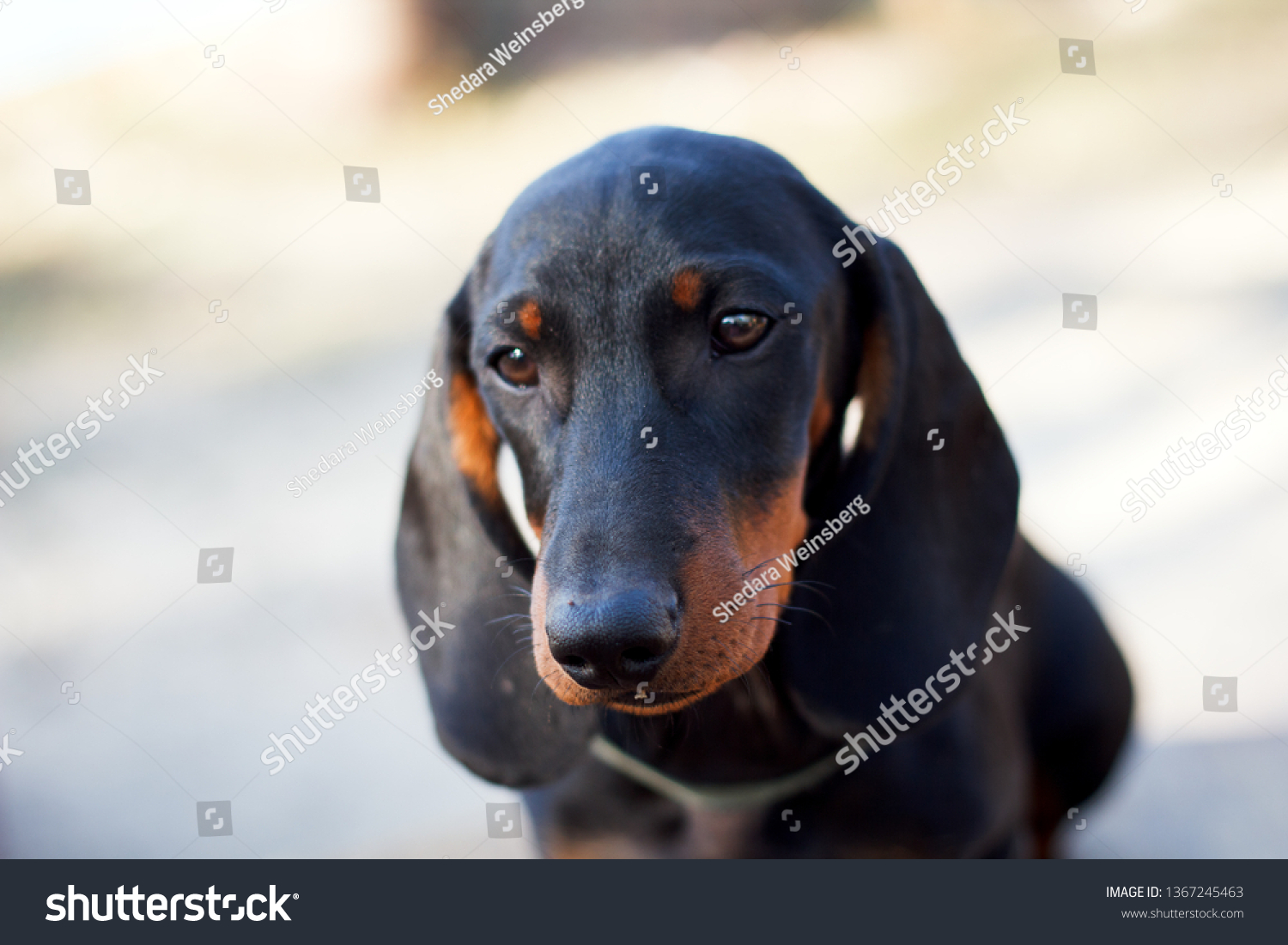 Cute dachshunds puppies #1367245463