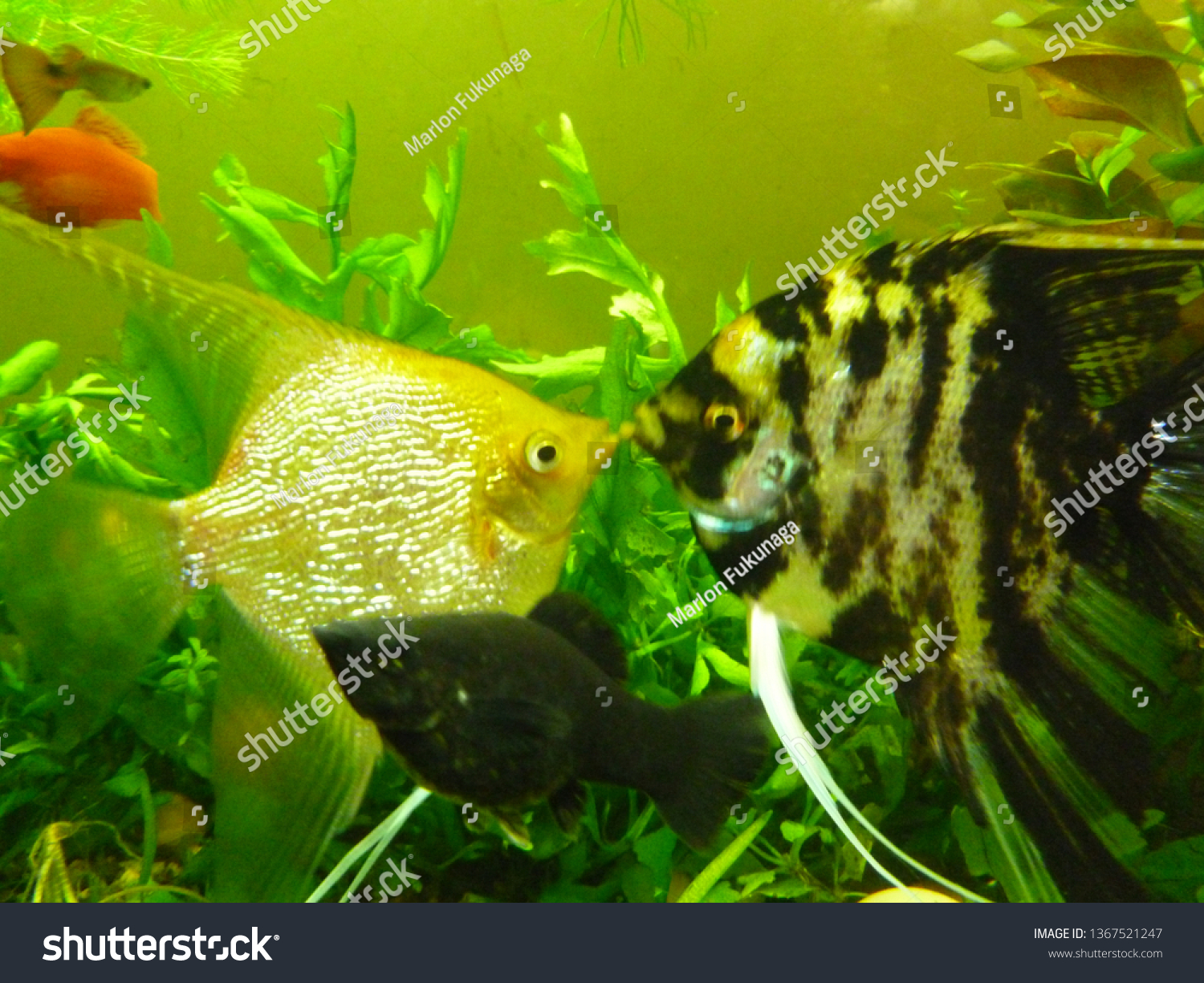 aquarium, freshwater fish #1367521247