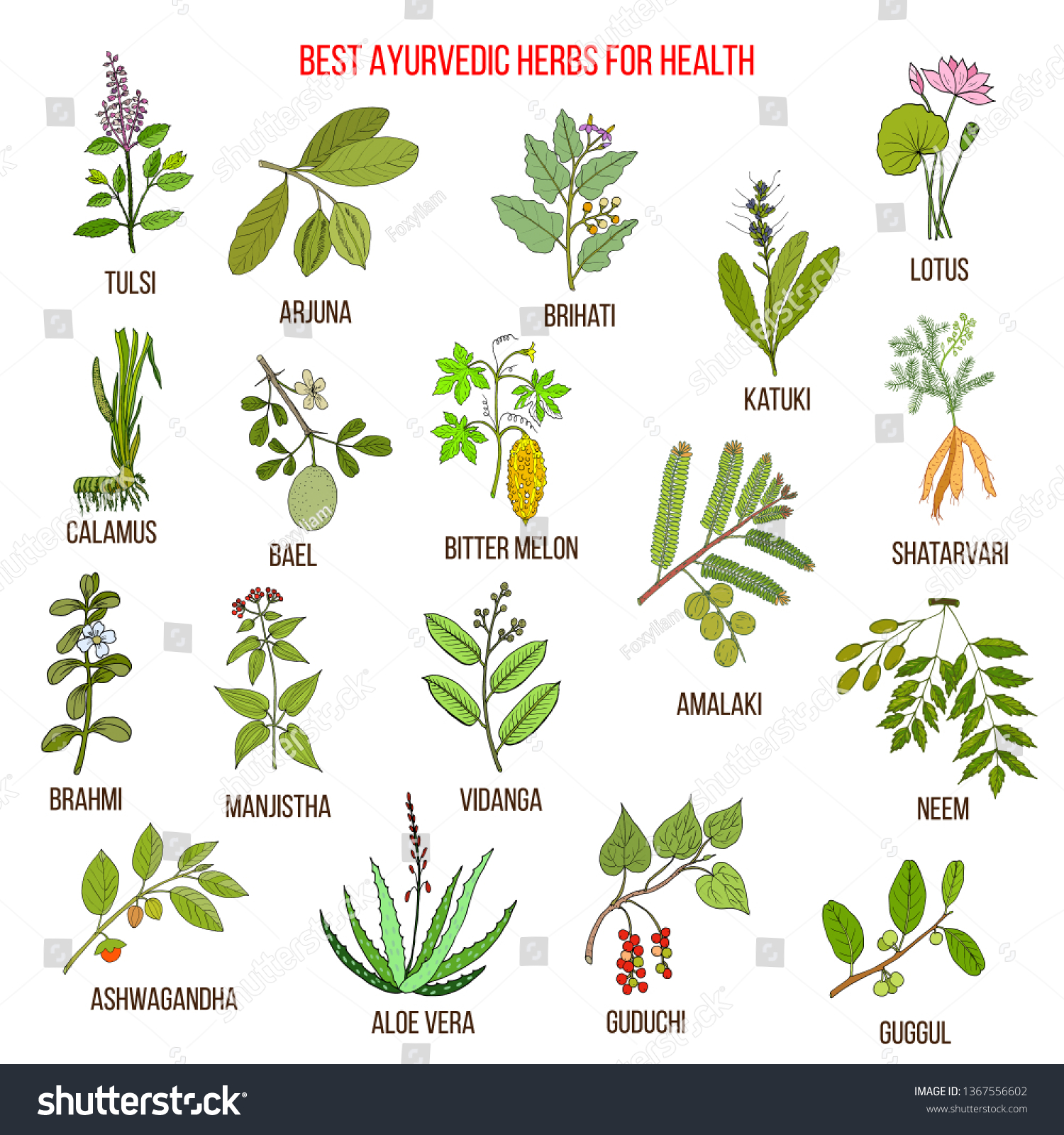 Ayurvedic herbs, natural botanical set. Hand drawn vector illustration #1367556602