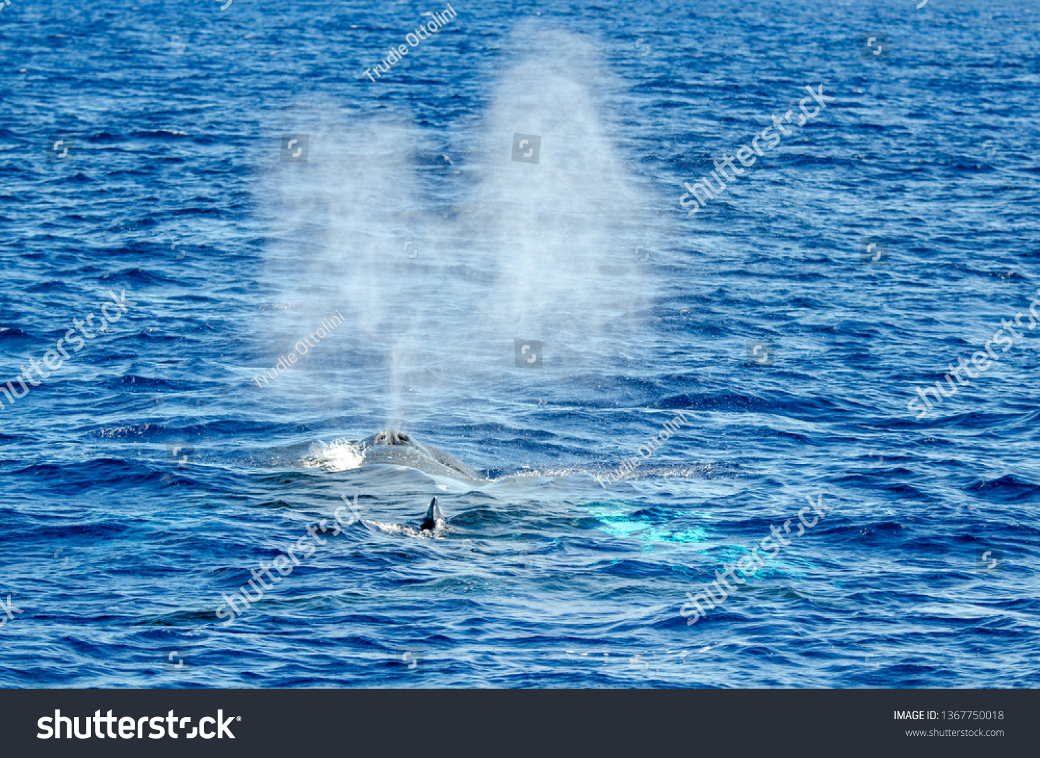 A high water spot, two part blow hole, small dorsal fin and the underwater glow of the pectoral fins.

Every year the humpback whales migrate past the island of Bermuda.  #1367750018