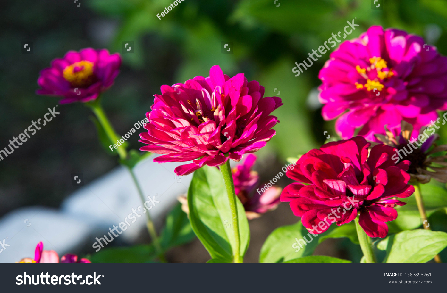 Zinnias are annual plants, shrubs and sub-shrubs growing mainly in North America, Zinnias can be white, greenish yellow, yellow, orange, red, purple or lilac. #1367898761