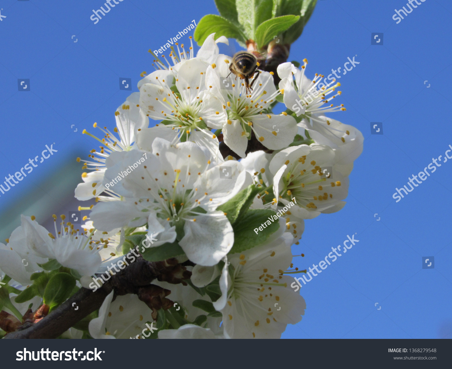 flower botany  bee #1368279548