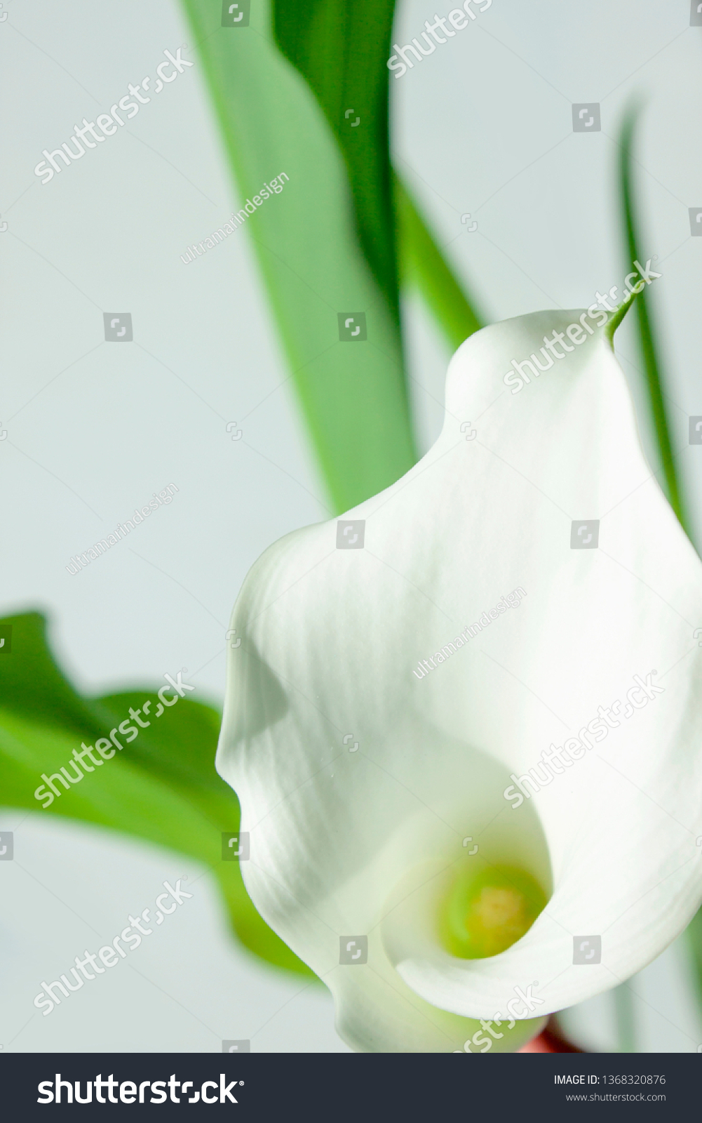 Flowers. Room flower. Botany. Calla lilly. Botany background #1368320876