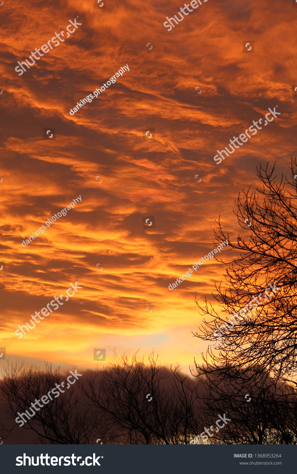Fiery sunset and tree #1368953264