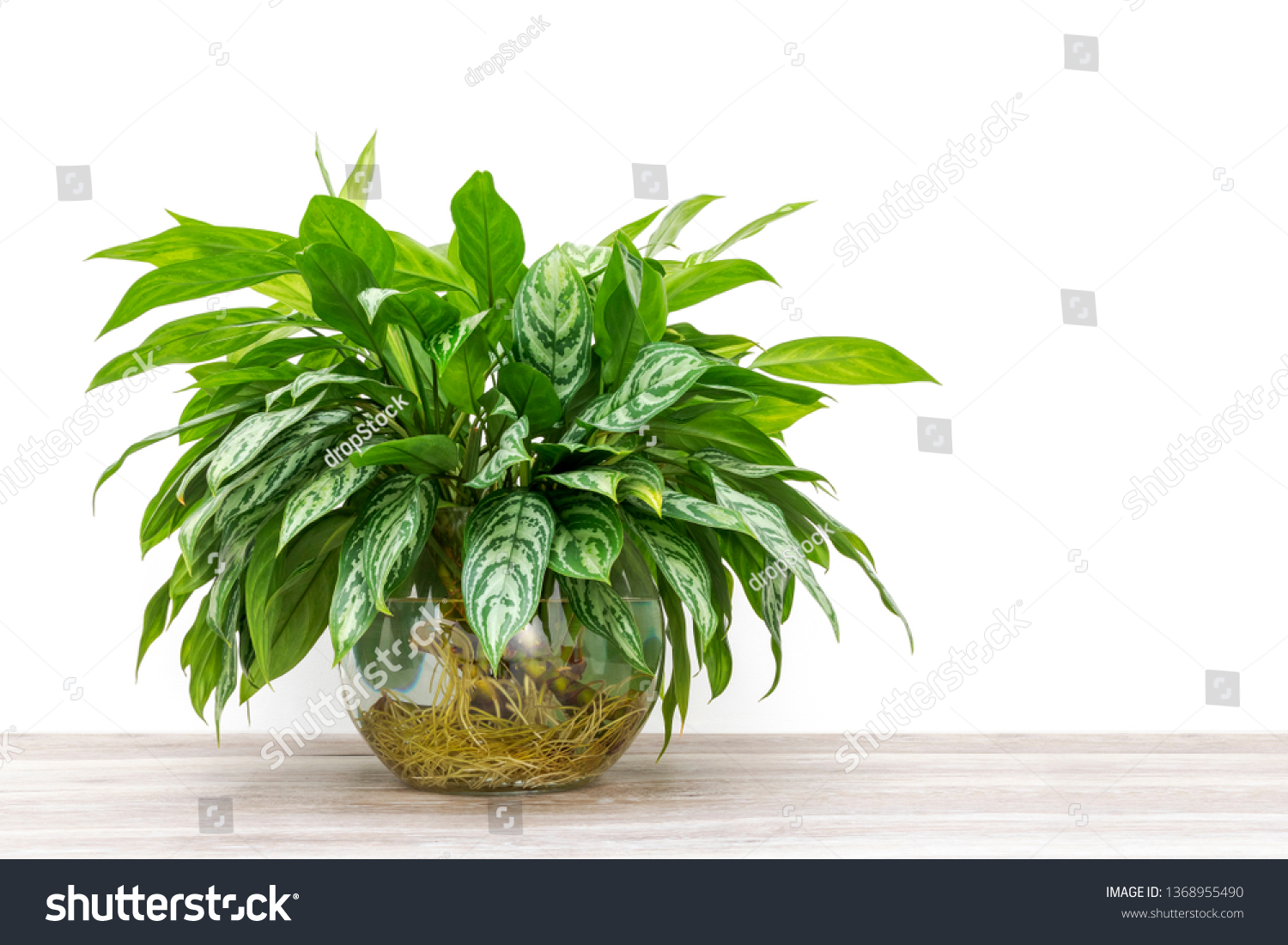 bunch of green houseplant cuttings, Aglaonema, rooting and growing in a large glass vase #1368955490