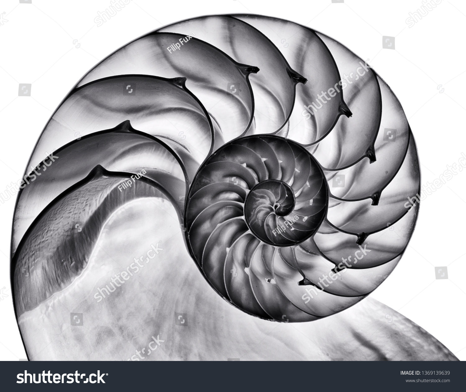 Detailed photo of a halved backlit  shell of a chambered nautilus (Nautilus pompilius) isolated on white. Contrasty black and white #1369139639