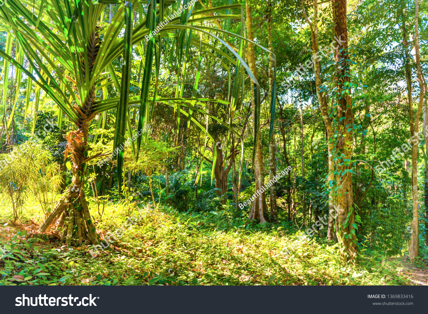 Nature landscape of tropical jungle forest with green lush foliage #1369833416