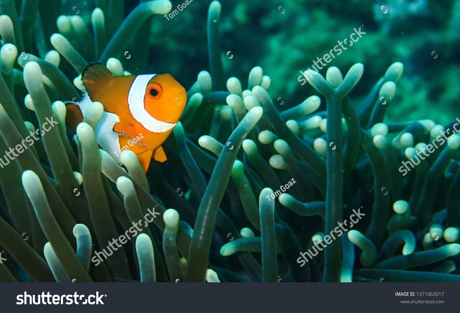 Clown fish in his anemone #1371063017
