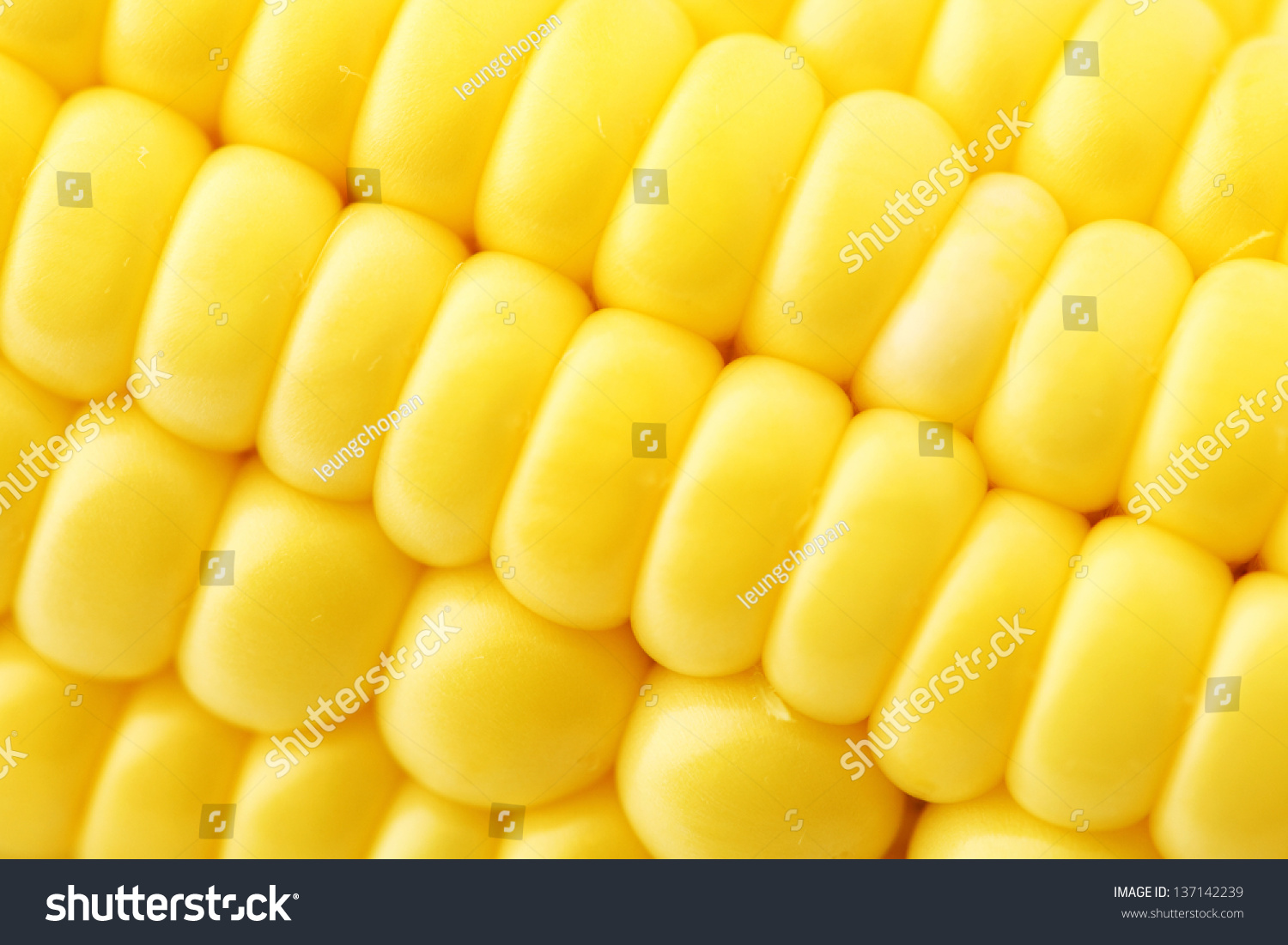 Corn close up #137142239