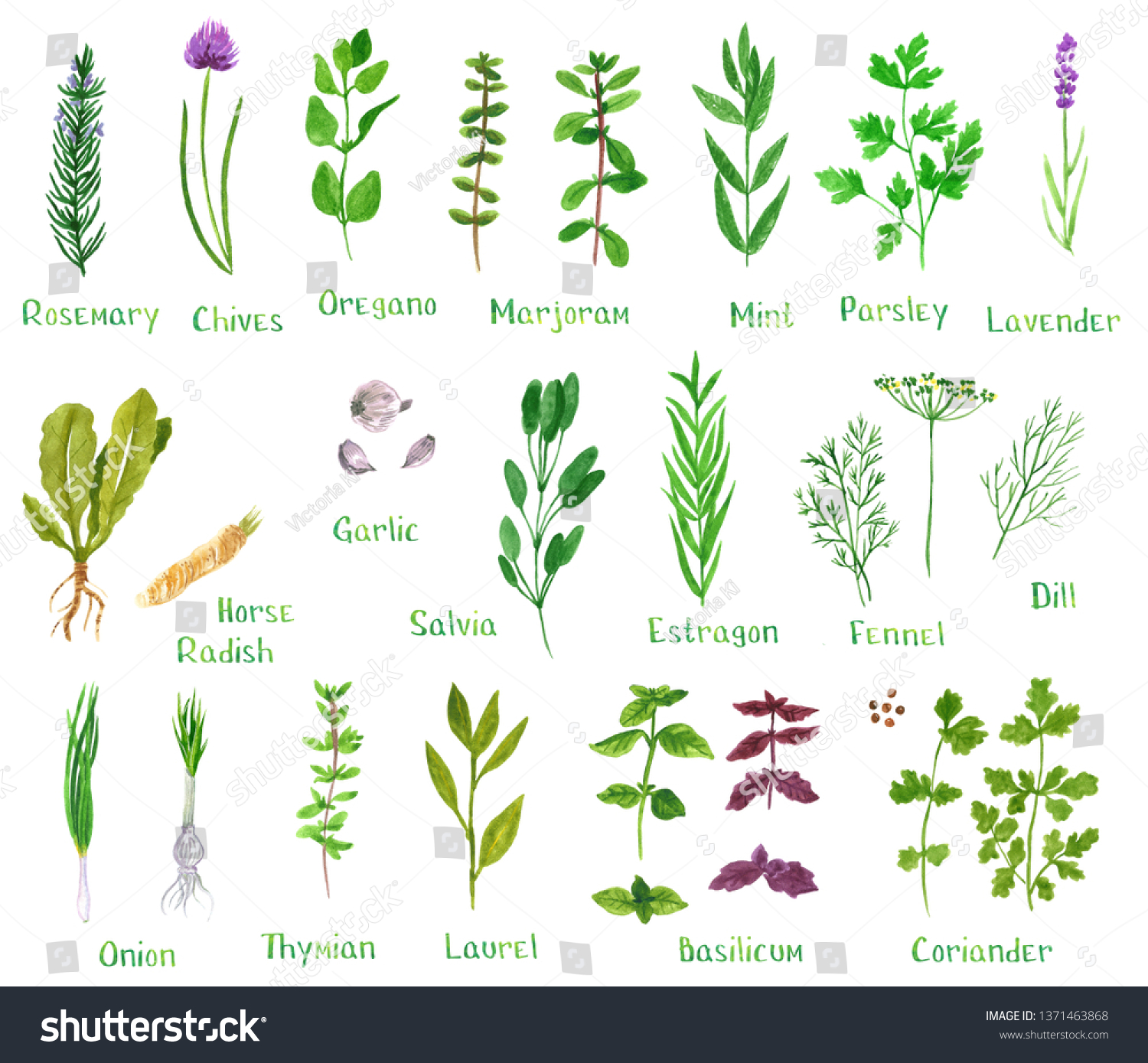 Set of green herbs, hand drawn watercolor illustration isolated on white. Dill, basil, laurel, chives, onion, oregano, parsley, rosemary, sage, marjoram, horseradish, mint, fennel, coriander, estragon #1371463868