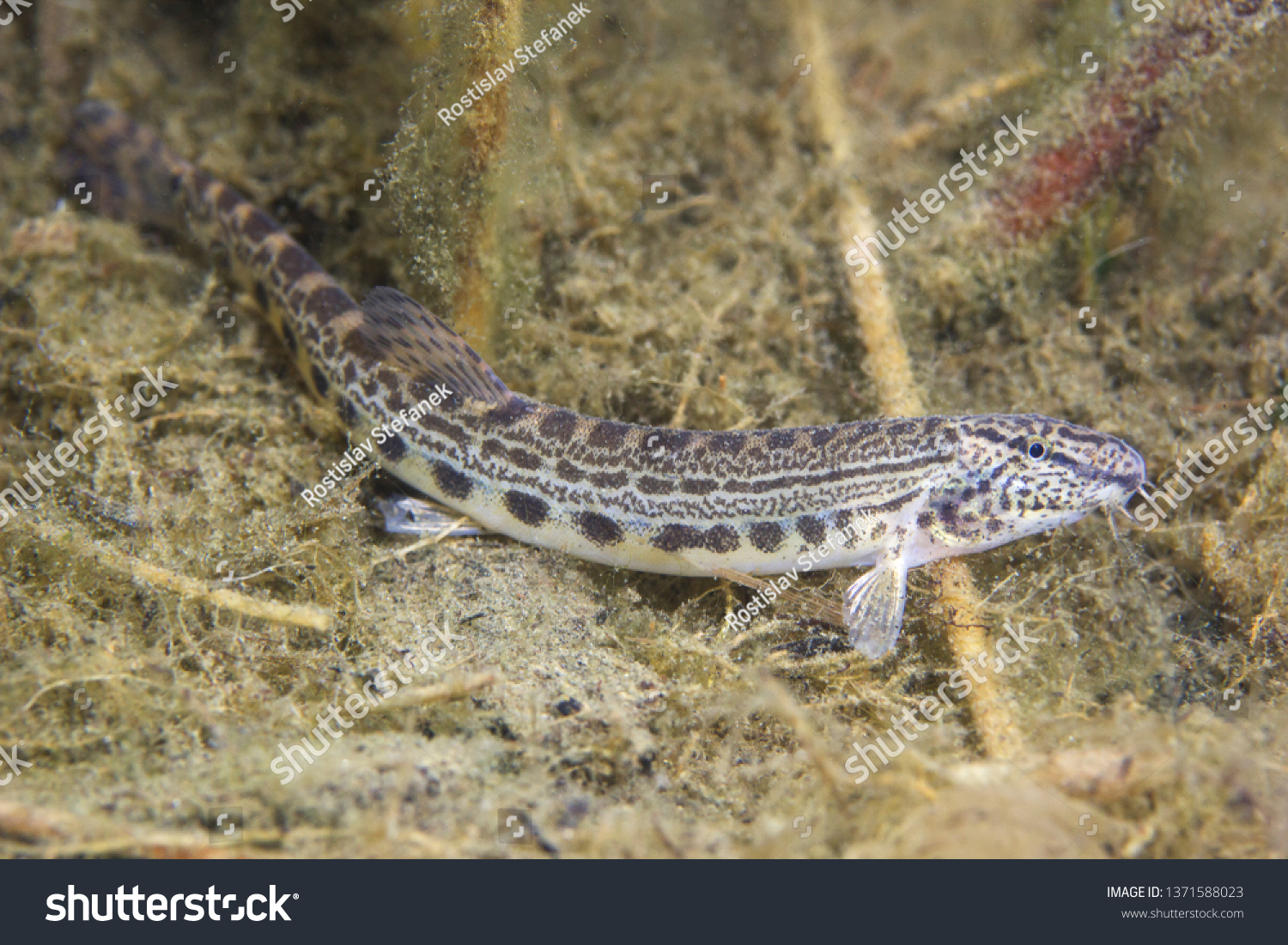 Underwater photography of freshwater fish  Danubian spined loach (Cobitis elongatoides). Loach in the clean river habitat. Frashwater habitat. Wild life animal. Sunny day. #1371588023