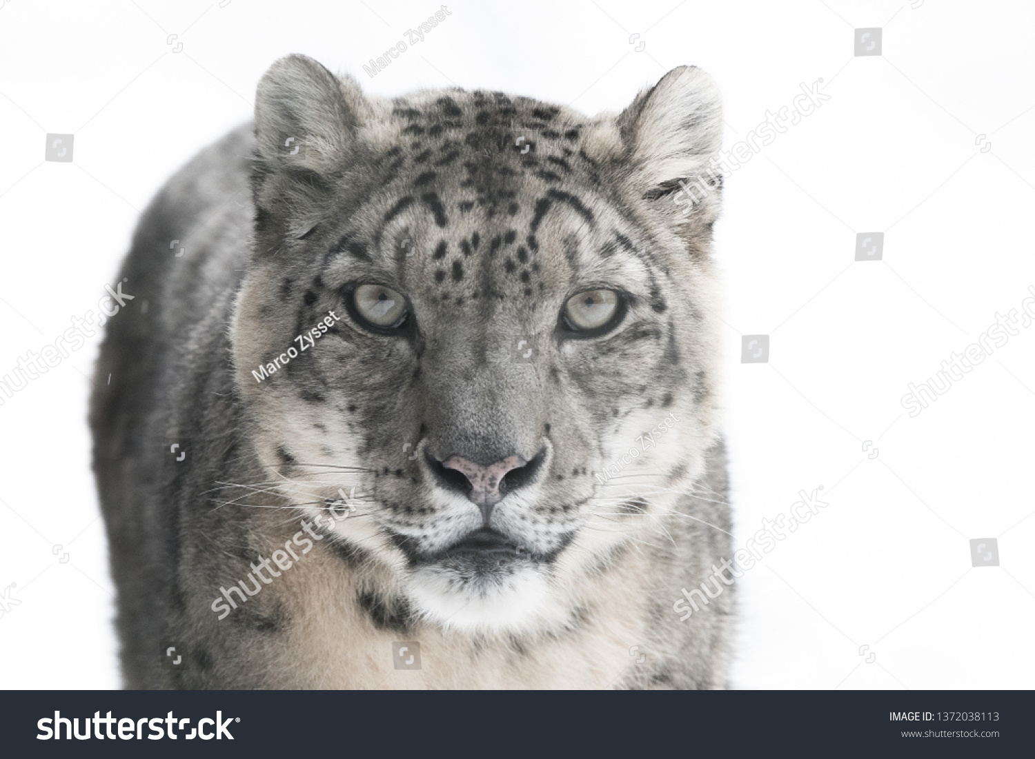 Snow Leopard closeup #1372038113