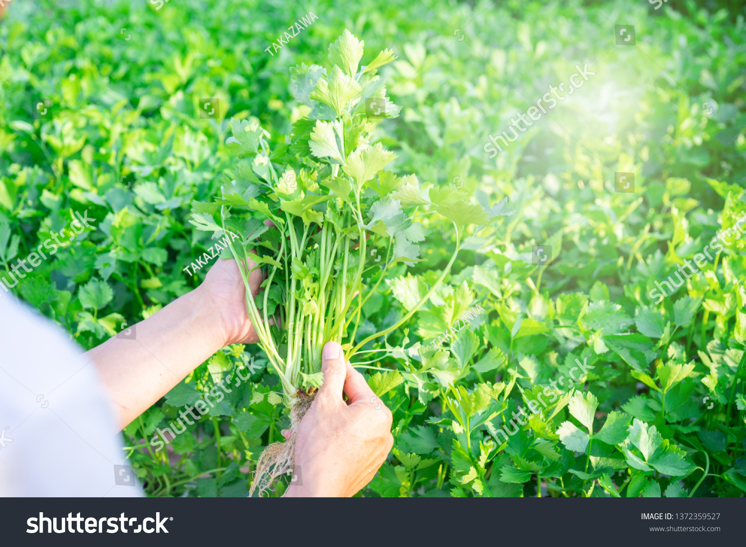 Hand of farmer holding Celery Hydroponics vegetable in famrland. #1372359527
