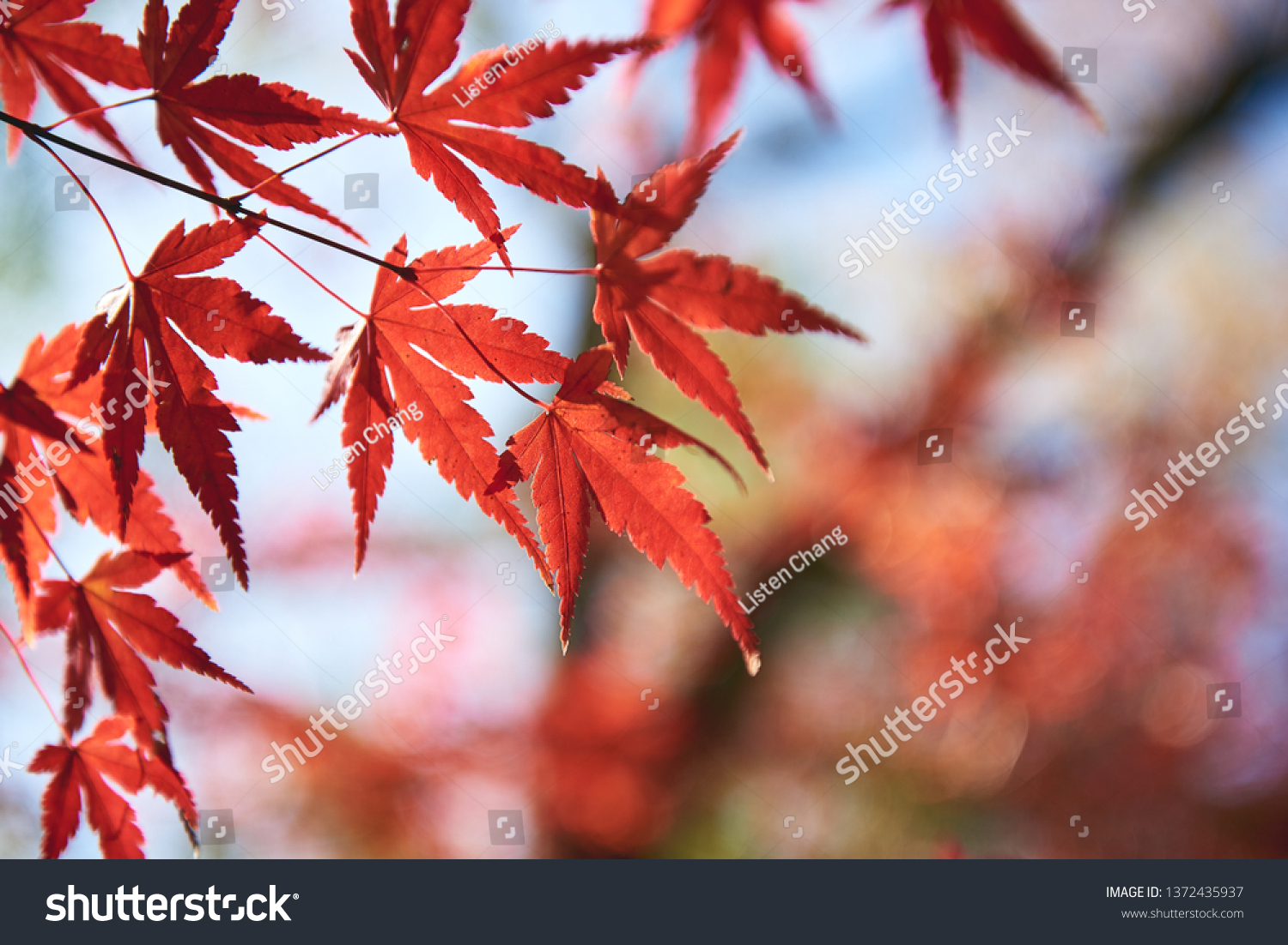 Autumn scenery in Japan #1372435937