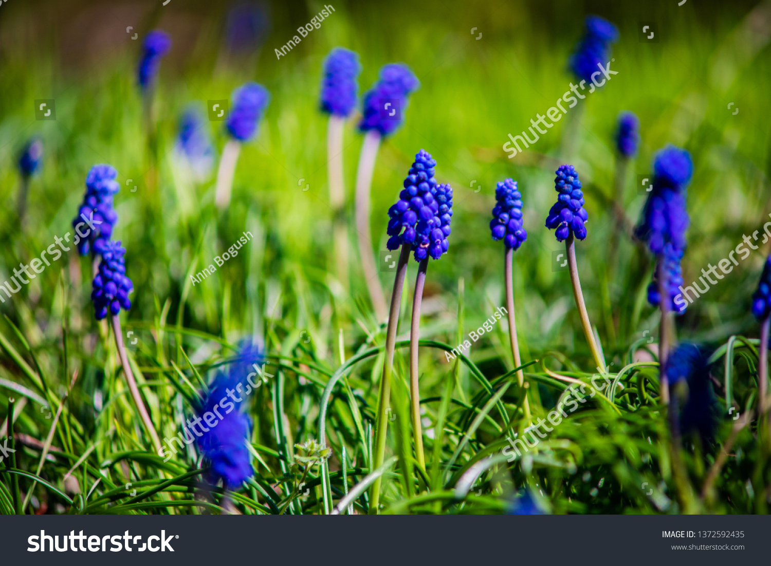 Wild hyacinth flowers in a field in spring time forest #1372592435