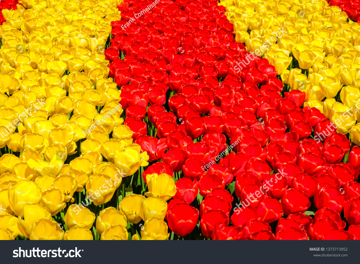 Rows of blooming brightly colored yellow and red tulips in bright sunlight in the spring. #1373713952