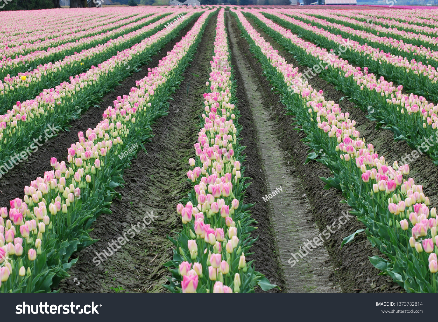 Rows of pink and white Dynasty tulips in a field in Mount Vernon, Washington during the Skagit Valley Tulip Festival #1373782814