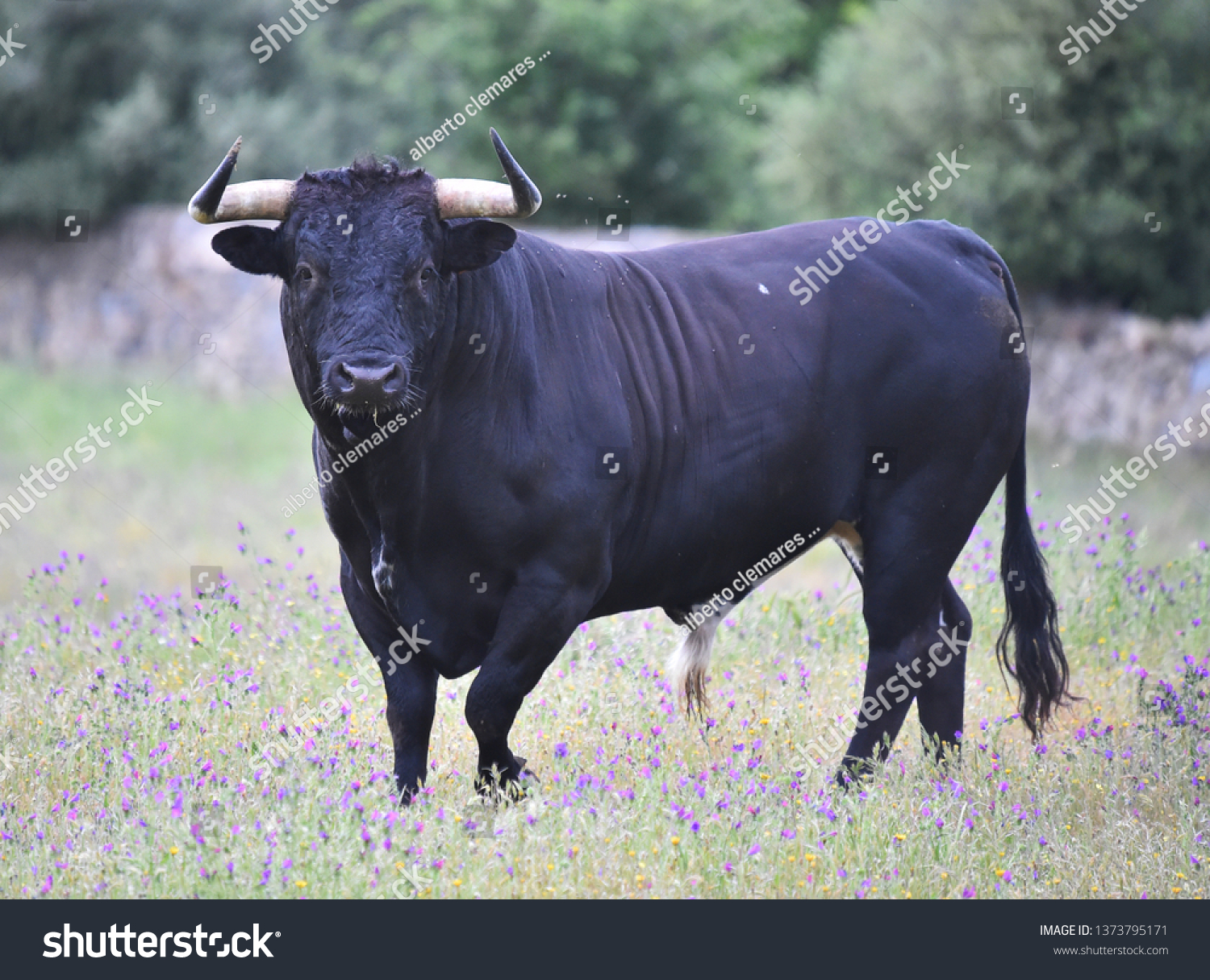 Bull in spain in the green field #1373795171