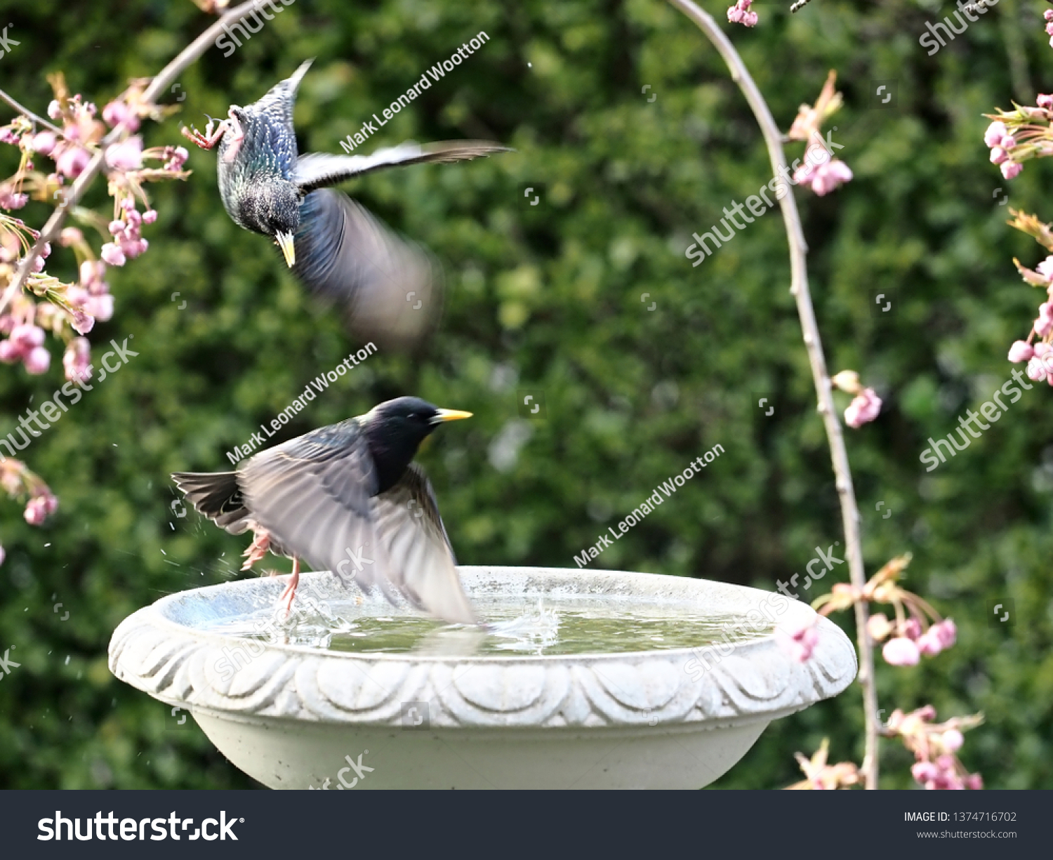 Starlings and Blackbirds in dramatic confrontation over water rights, Cherry Blossoms over stone birdbath. Avian Action. #1374716702