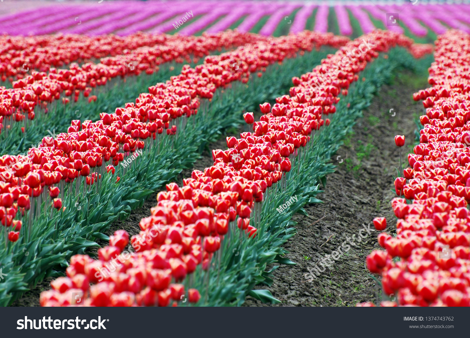 Rolling rows of colorful red and purple tulips blooming in a field #1374743762