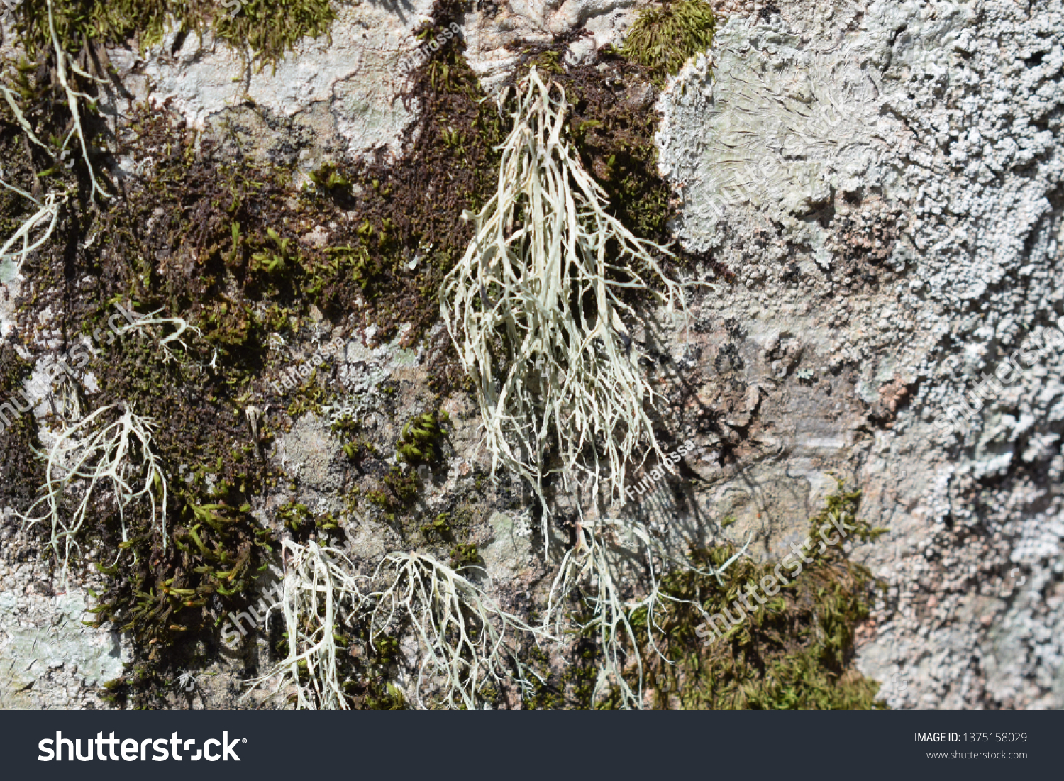 Ramalina farinacea lichen #1375158029