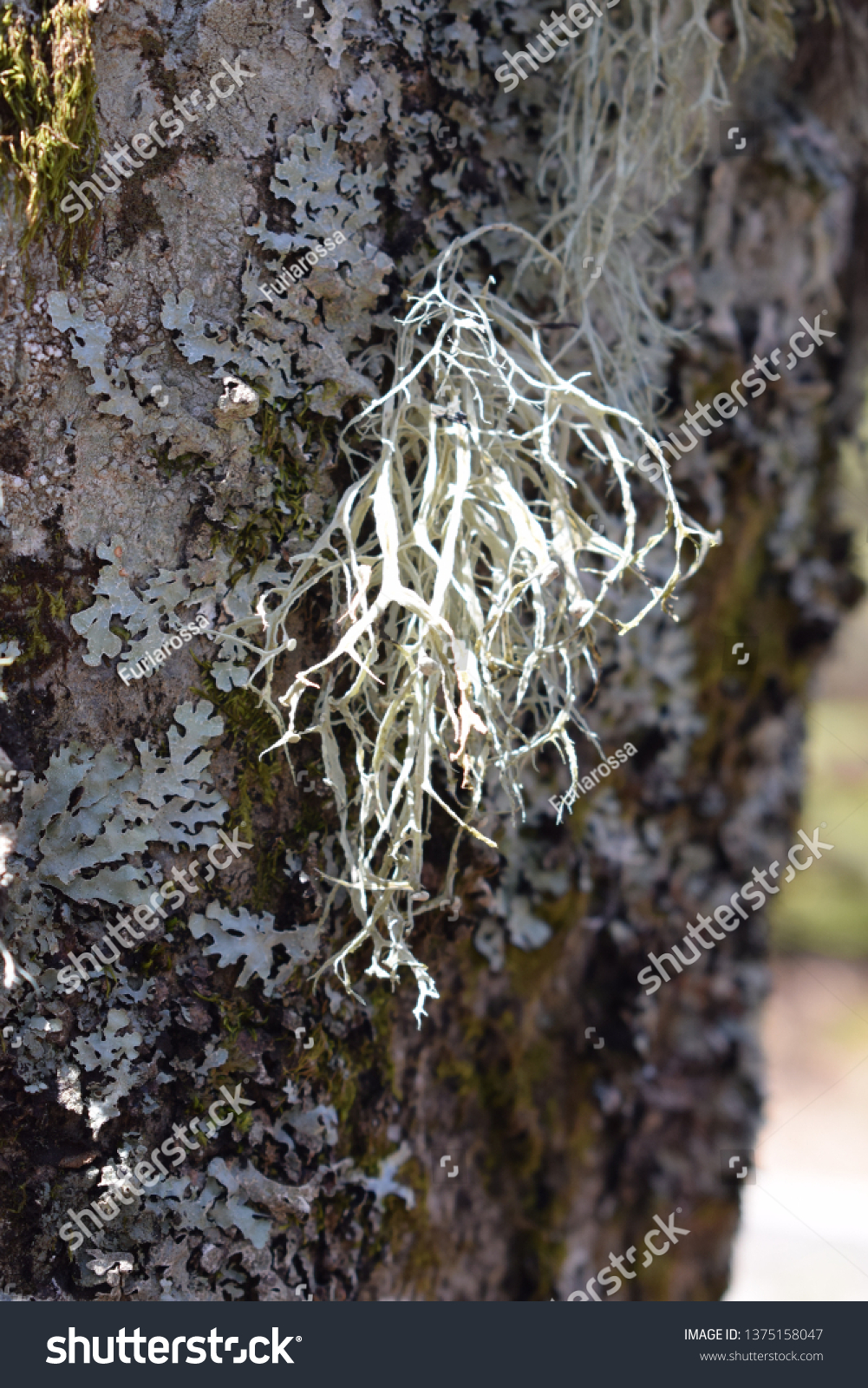 Ramalina farinacea lichen #1375158047