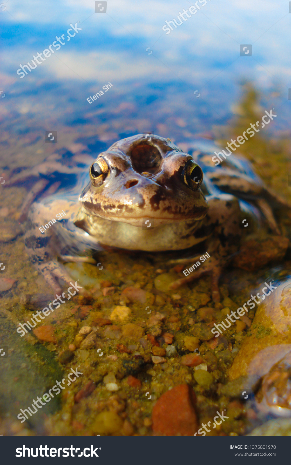 A frog with a hole in his head sits in clear water. Reptile in the natural environment, exclusive view, close-up.

 #1375801970