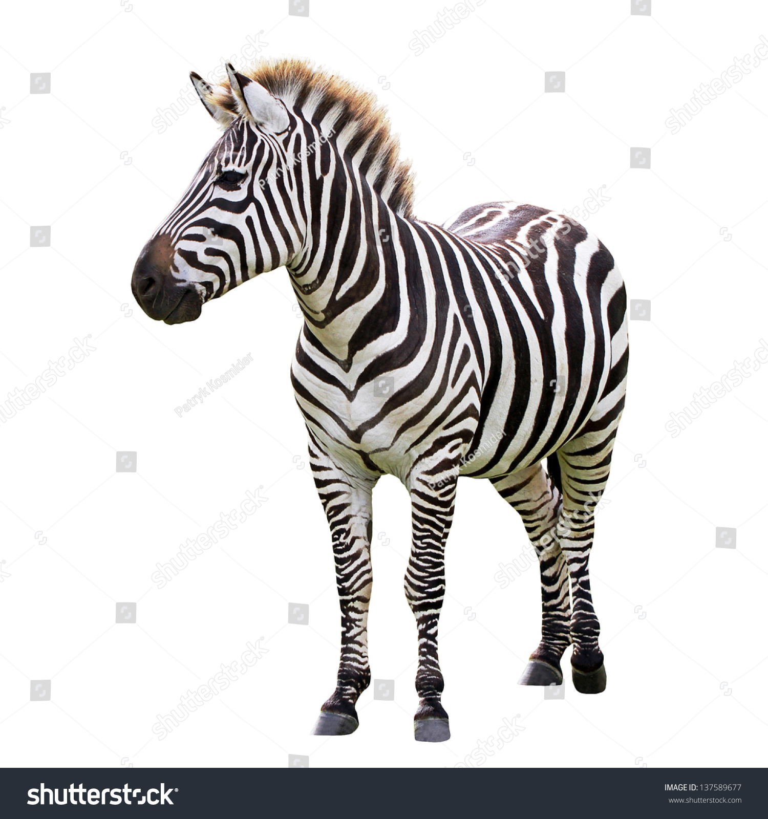Zebra isolated on white #137589677